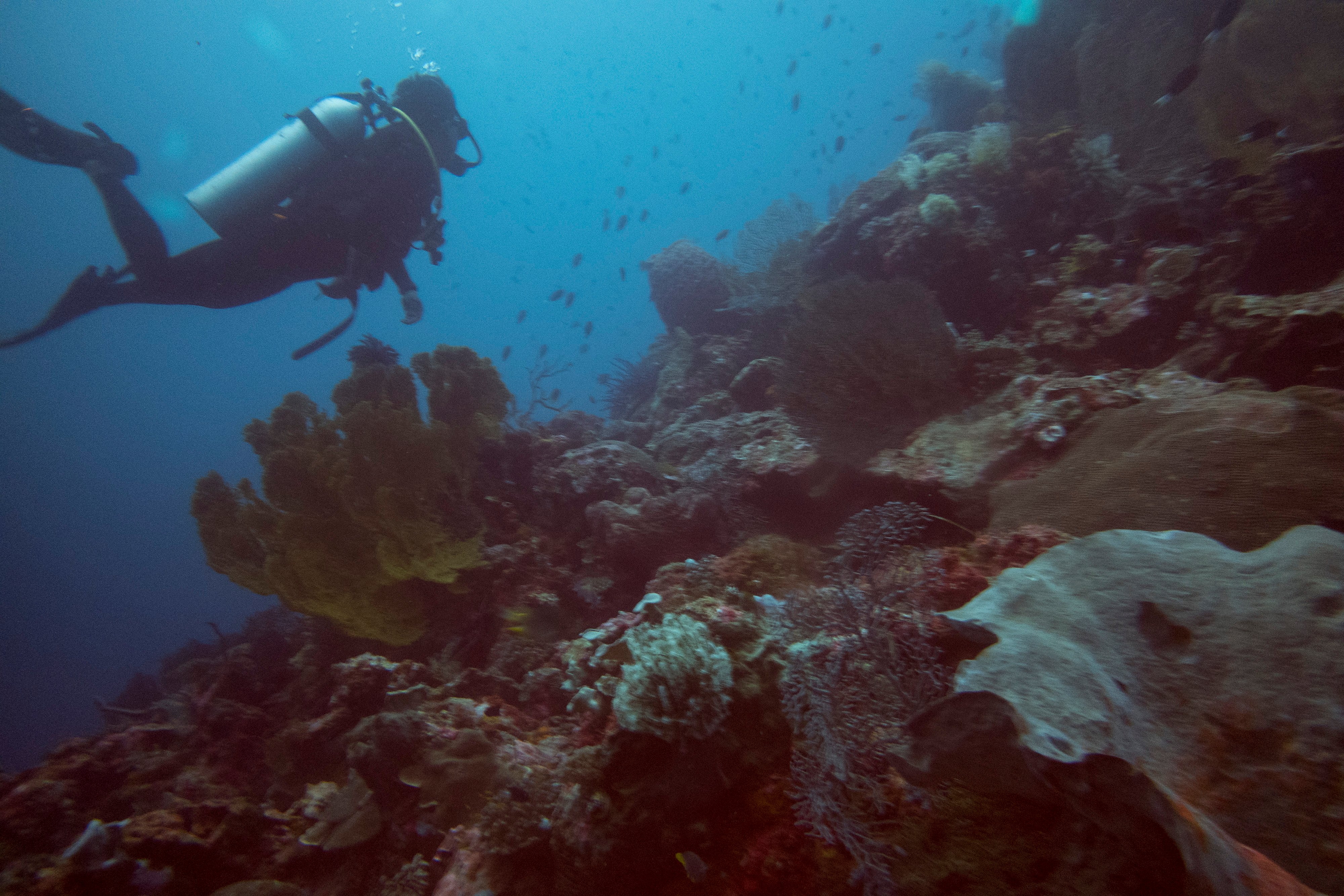Penyelam menyusuri area terumbu karang di wilayah Wakatobi, Sulawesi Tenggara.