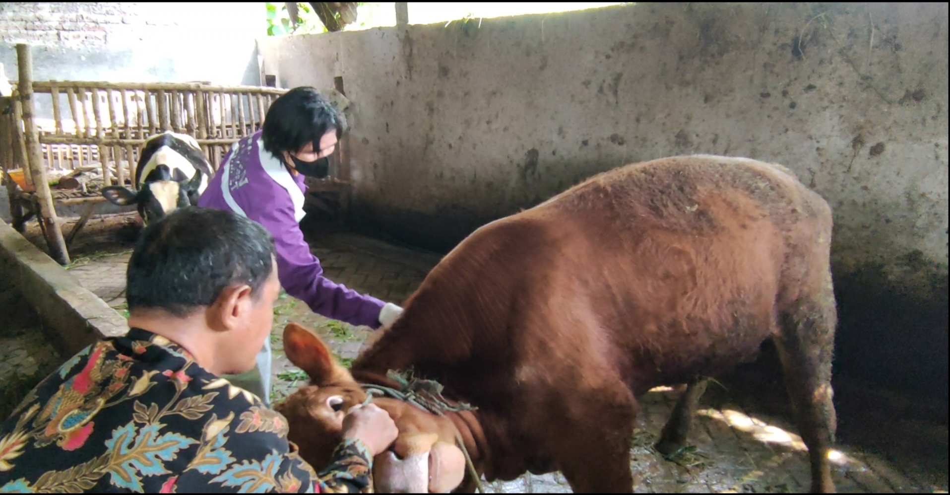 Petugas melakukan vaksinasi PMK kepada sapi peternak di Sidoarjo, Jawa Timur.  