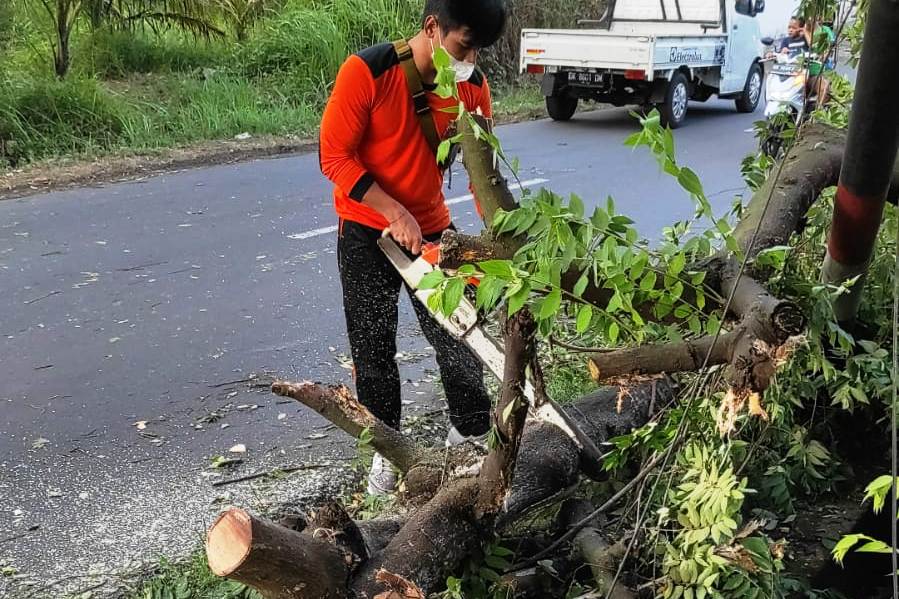  Petugas dari TRC BPBD Kabupaten Badung, Bali tengah menangani pohon tumbang hingga menutup setengah badan jalan di Desa Tegal