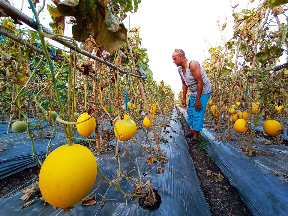 Ilustrasi panen buah melon