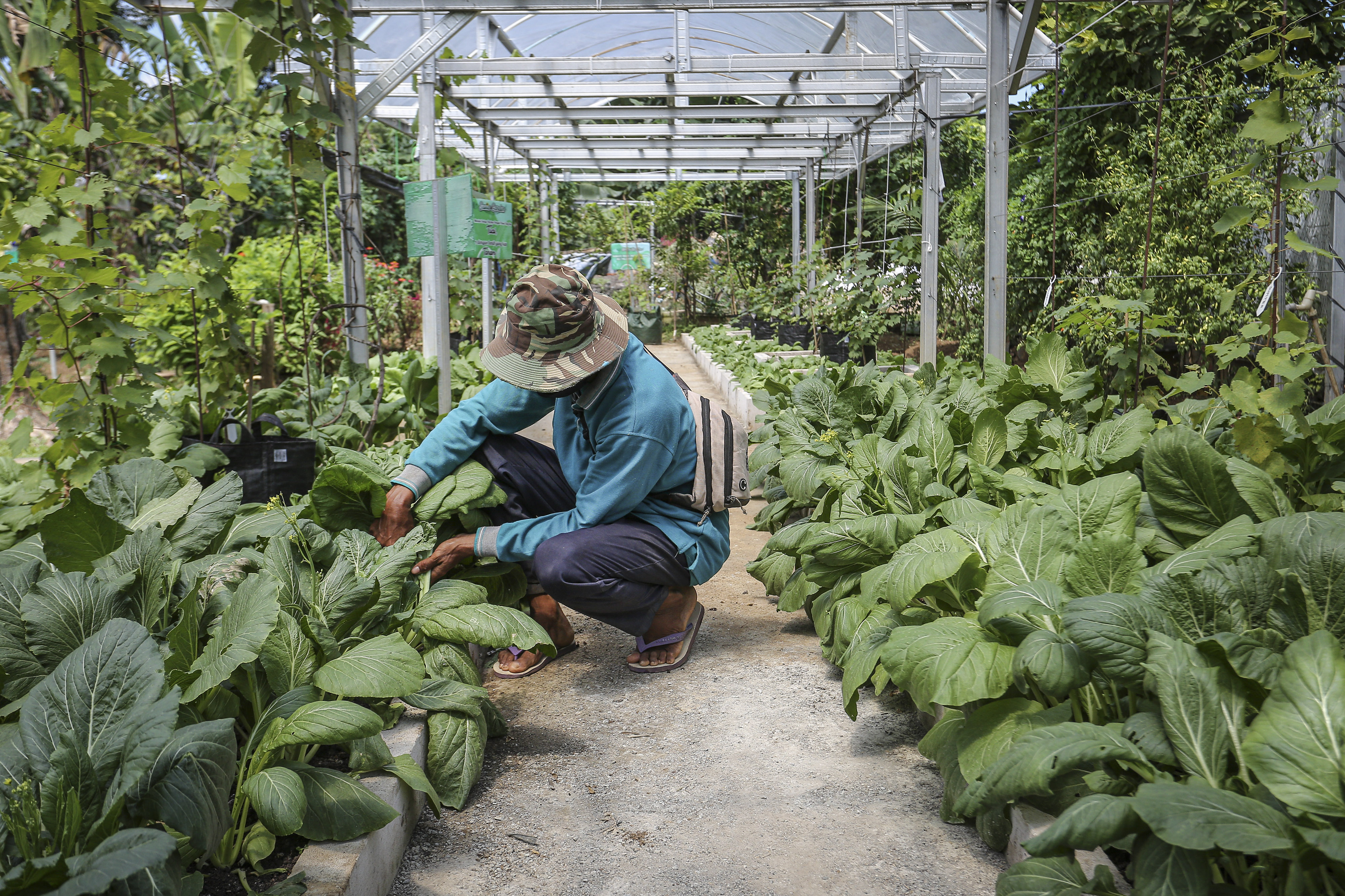 Urban farming, salah satu cara untuk mendorong ketahanan pangan