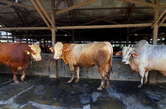 MUI: Hewan Positif PMK Kategori Berat tidak Sah Jadi Hewan Kurban