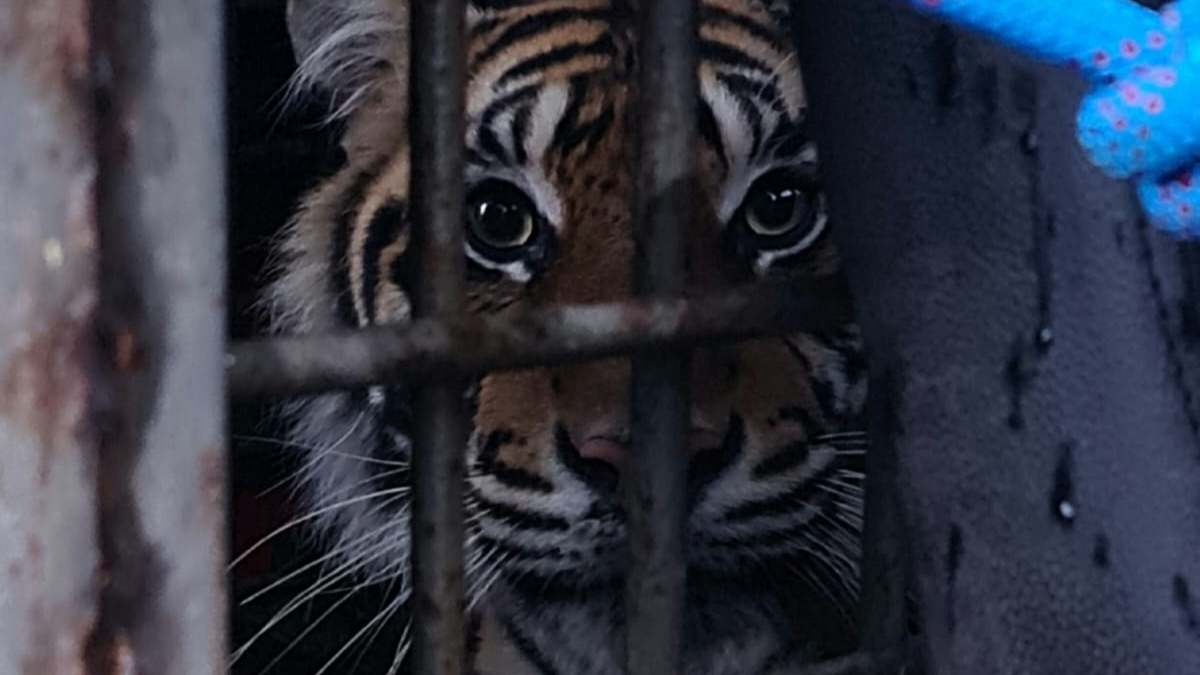 BBKSDA Sumut melepasliarkan dua harimau sumatera di Taman Nasional Kerinci Seblat, Selasa (7/6). 