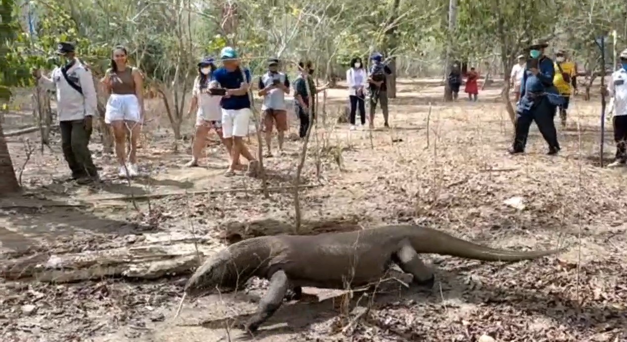 Pengunjung Pulau Komodo akan Dibatasi.