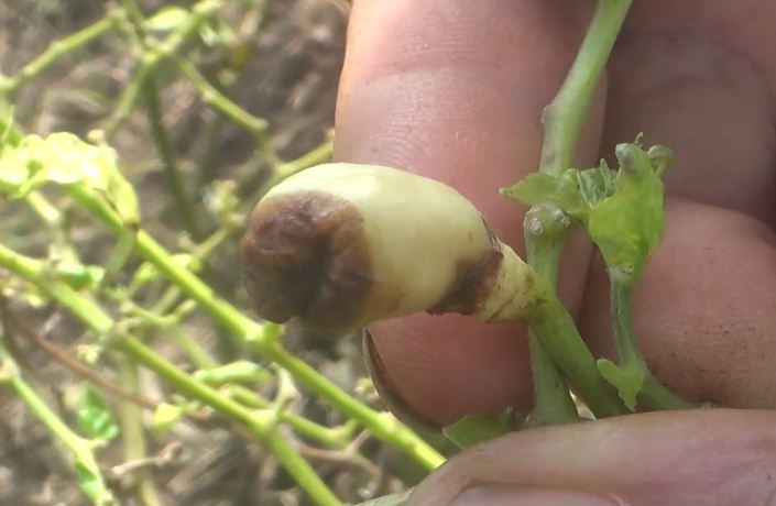 TINGGINYA harga cabai ternyata tidak serta-merta membawa keuntungan yang berlipat bagi petani cabai.