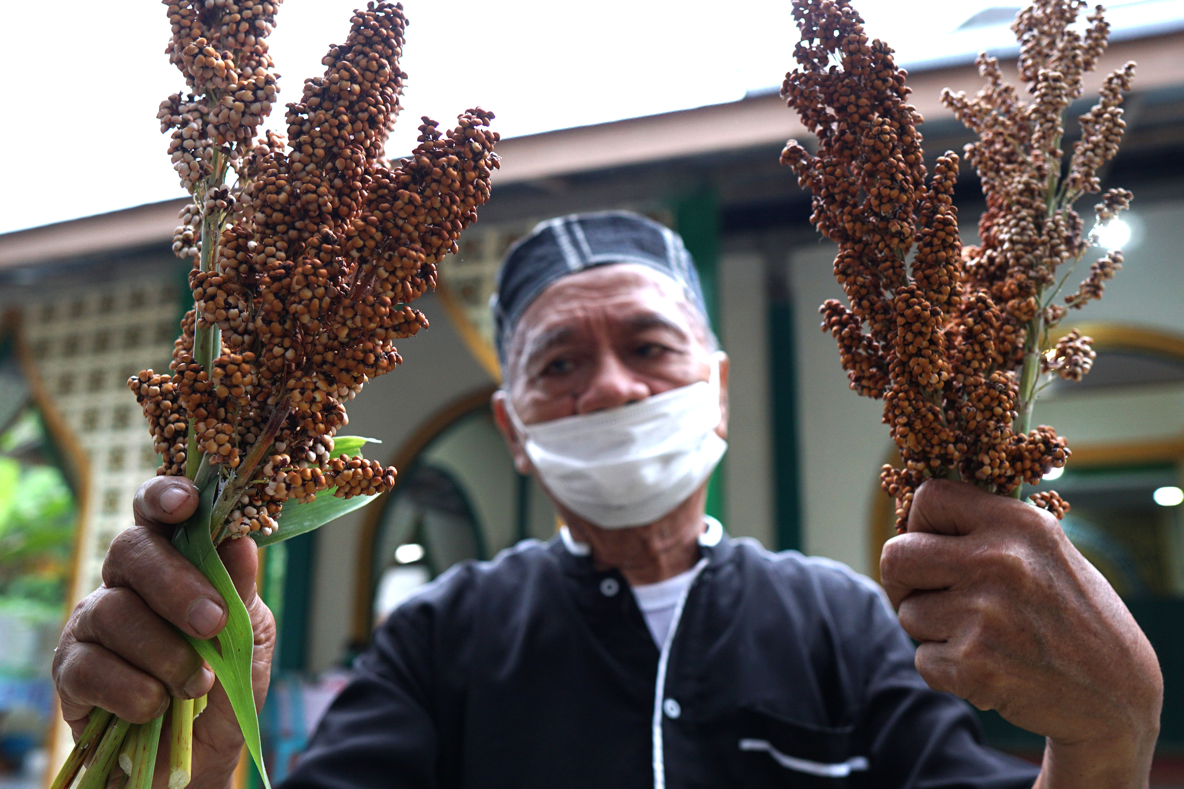 Petani menunjukkan sorgum yang baru saja dipanen