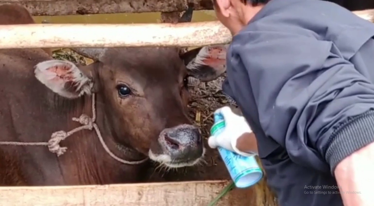 Wabah PMK Merebak, Satu Kelurahan di Bengkulu Kini Diisolasi