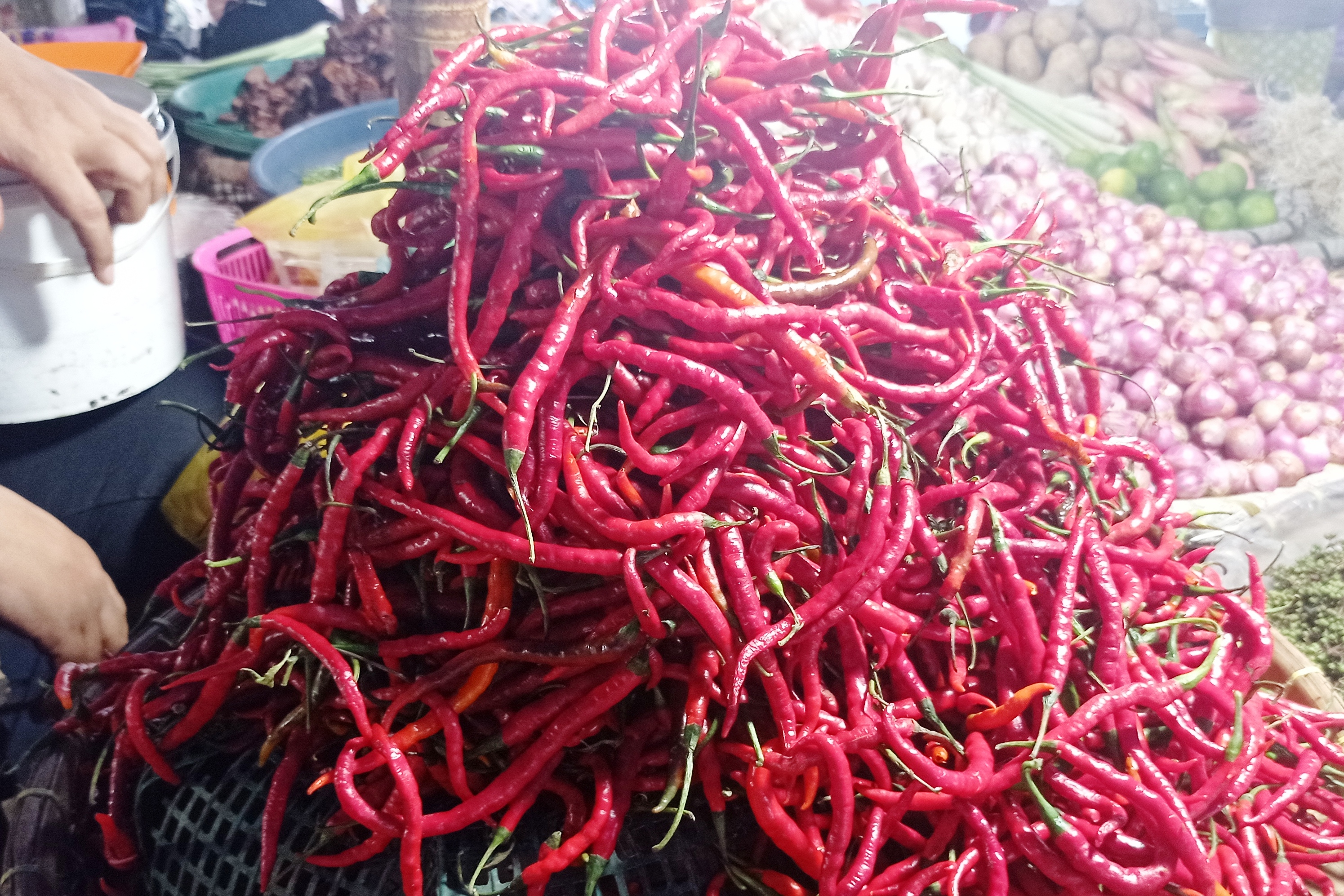 Cabai Merah keriting.