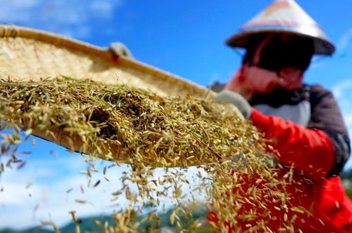 Peningkatan Produktivitas Pangan Jangan Andalkan Pembukaan Lahan