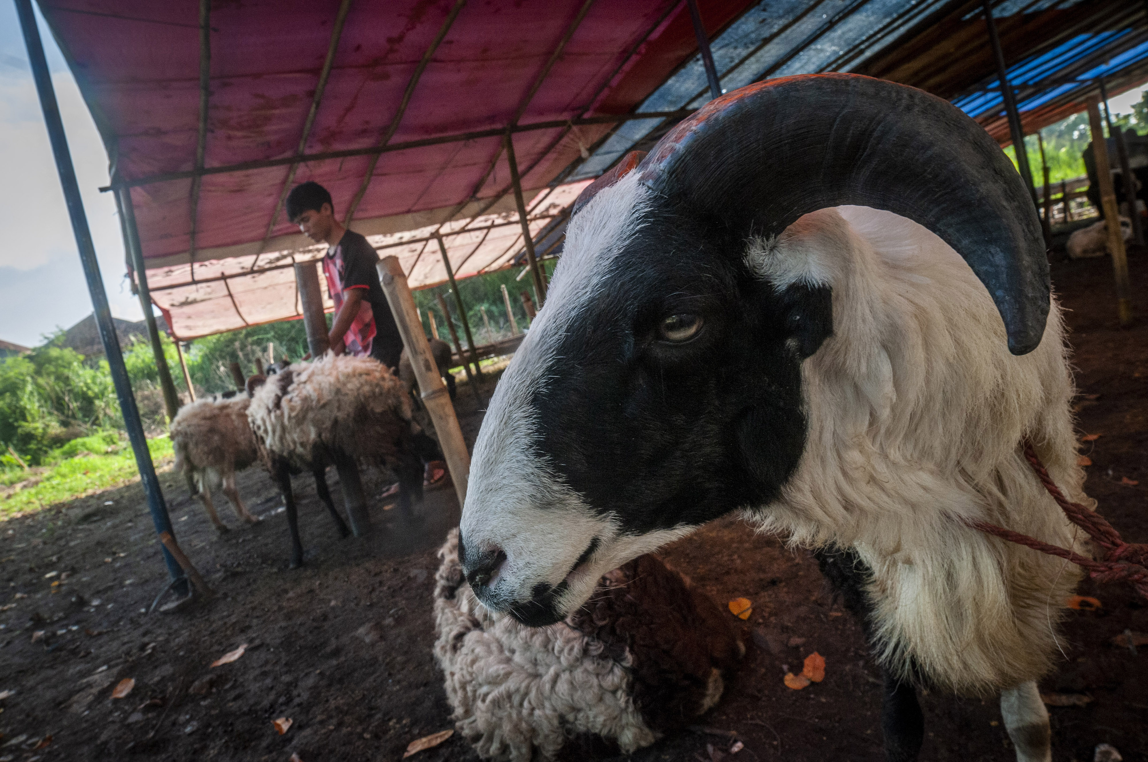 Ilustrasi pedagang kambing yang mulai ramai menjelang Idul Adha.