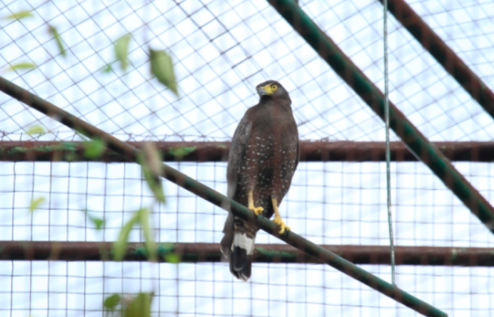 BKSDA Yogyakarta Kegiatan pelepasliaran burung pemangsa di SFF Bunder oleh BKSDA Yogyakarta.