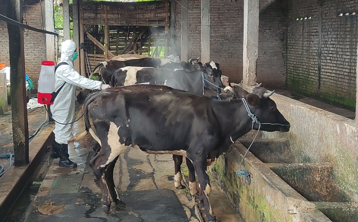 Penyemprotan disinfektan kandang sapi. 