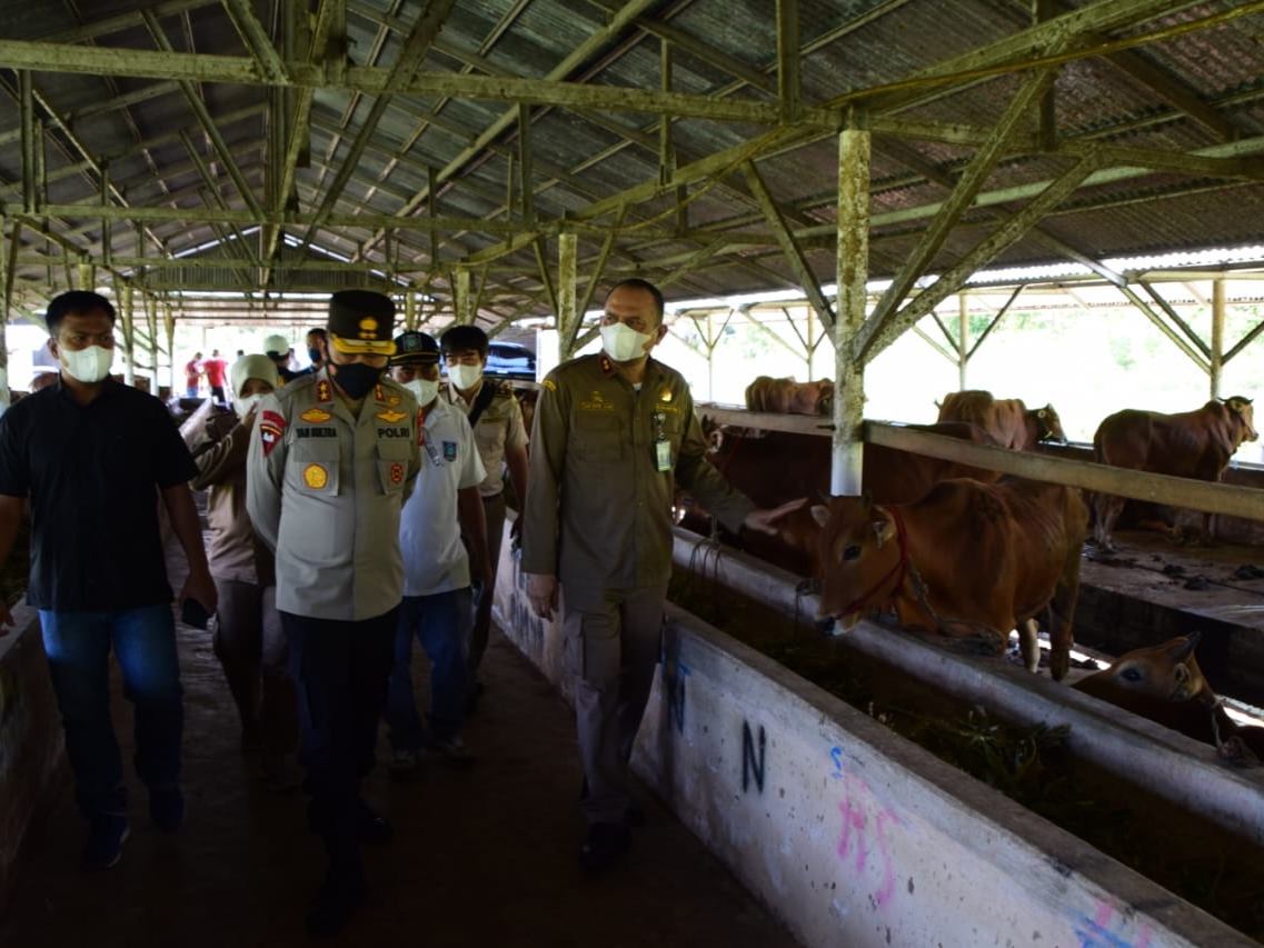 Kapolda babel meninjau karantina sapi di Desa Air Anyor Bangka.
