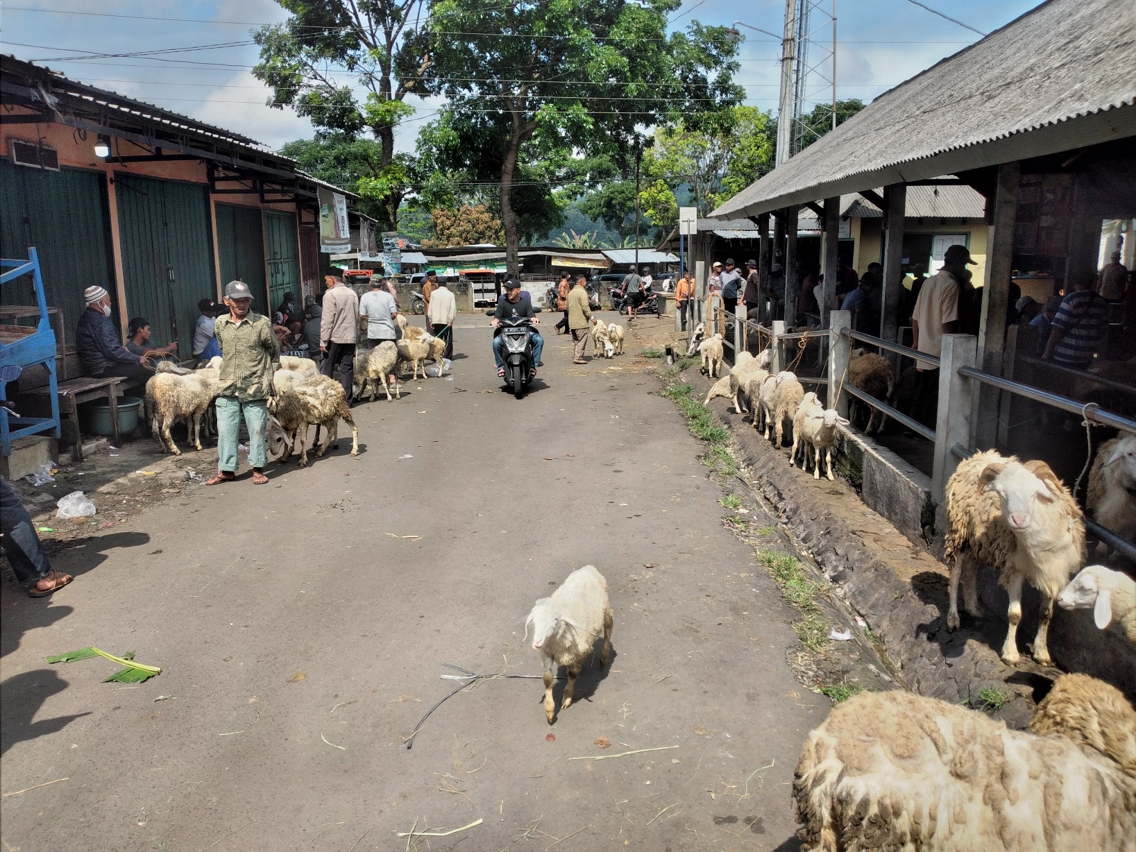 Aktivitas perdagangan ternak di Pasar Hewan Sumowono, Kabupaten Semarang, Jawa Tengah, tetap berlangsung.