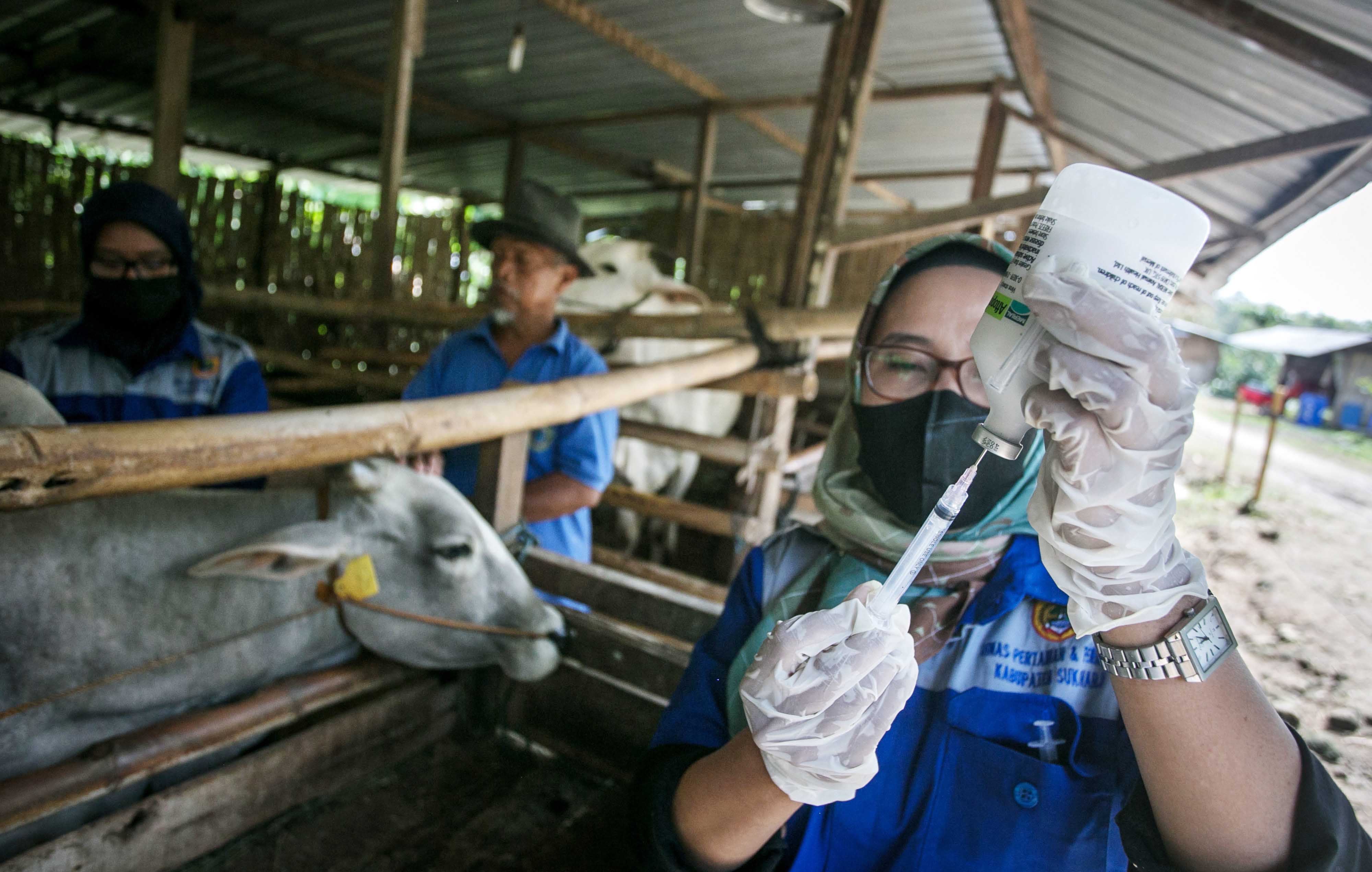 Pemerintah Setujui Pengadaan 29 Juta Dosis Vaksin PMK dengan dana Covid-19