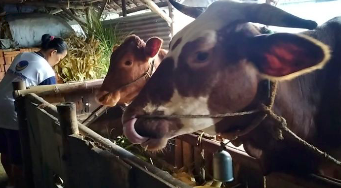 Sebanyak 769 sapi di Sidoarjo, Jawa Timur, terkonfirmasi penyakit mulut dan kuku hingga 8 Mei 2022.