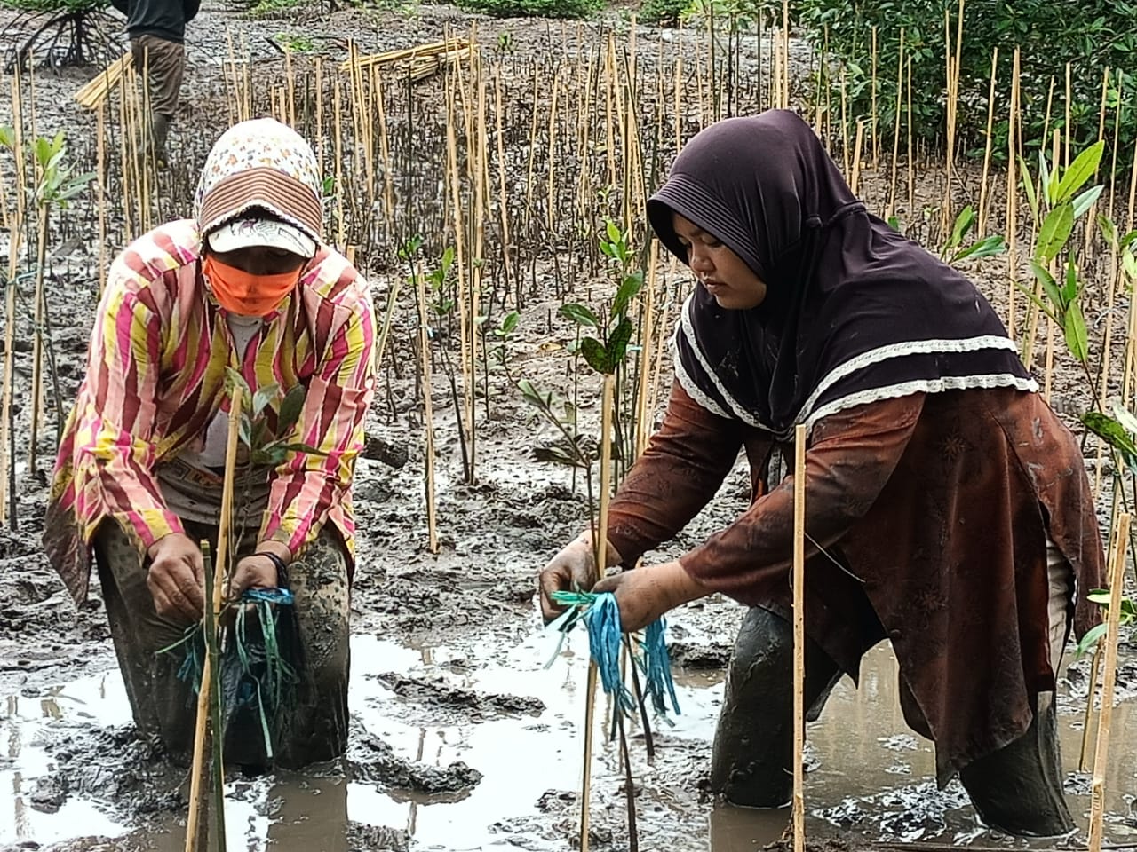 Ibu-ibu bergerak menanam mangrove di Kabupaten Tanah Bumbu, Kalimantan Selatan. Bibit mangrove disediakan oleh  PT Maming Enam Sembilan.