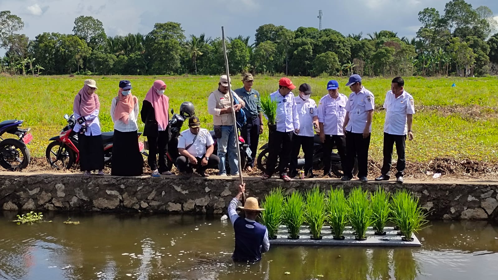 Pengembangan sistem pertanian padi apung di Kalimantan Selatan