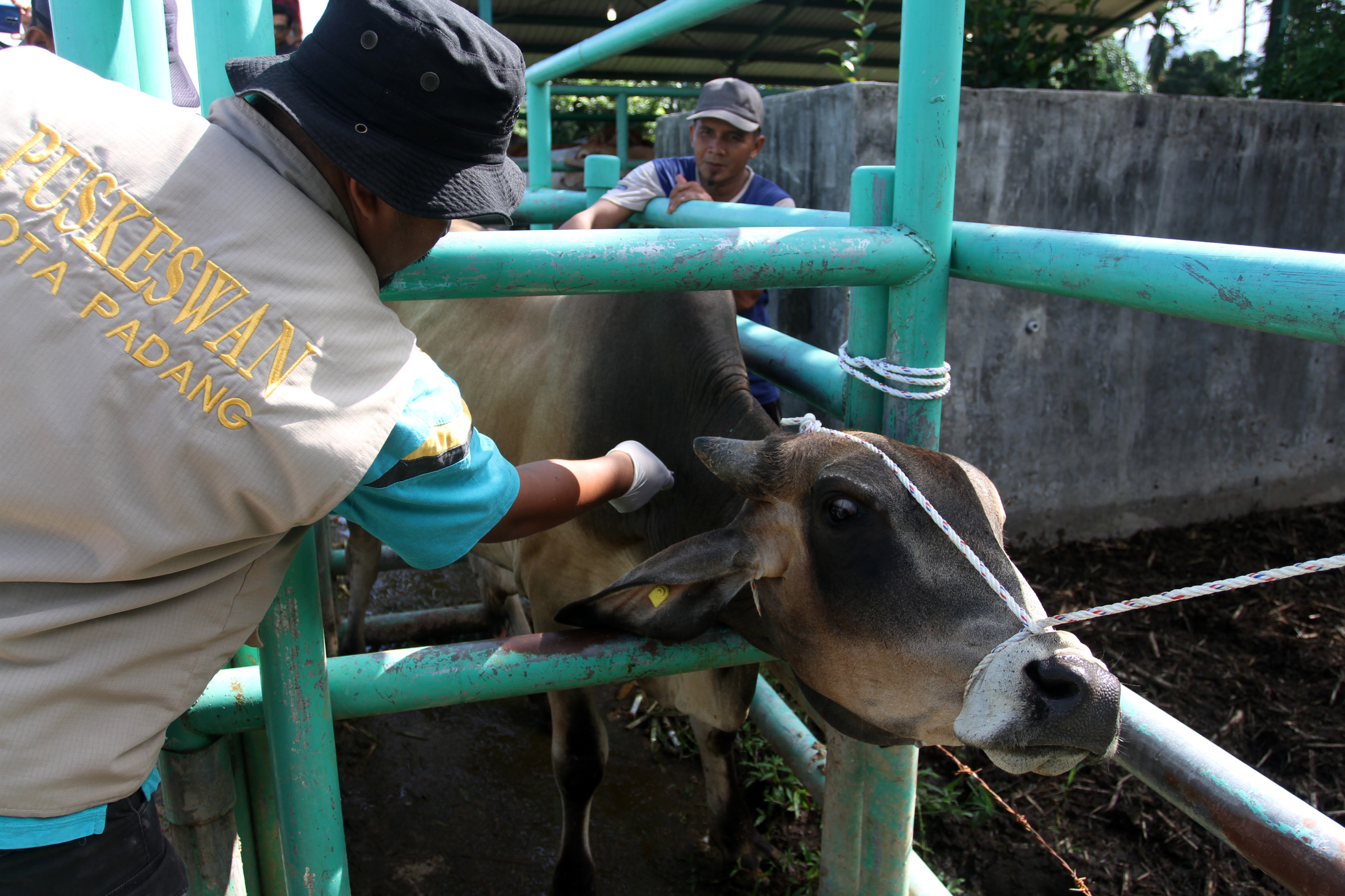 Polisi Temukan Puluhan Ternak Terinfeksi PMK di Deliserdang
