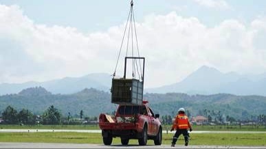 Pelepasliaran dua Harimau Sumatera, Surya Manggala dan Citra Kartini, ke Taman Nasional Kerinci Seblat (TNKS), Jambi.