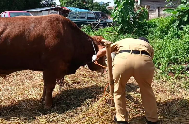 Petugas temukan belasan sapi kurban yang terindikasi PMK di Pasar Rebo, Senin (27/6).