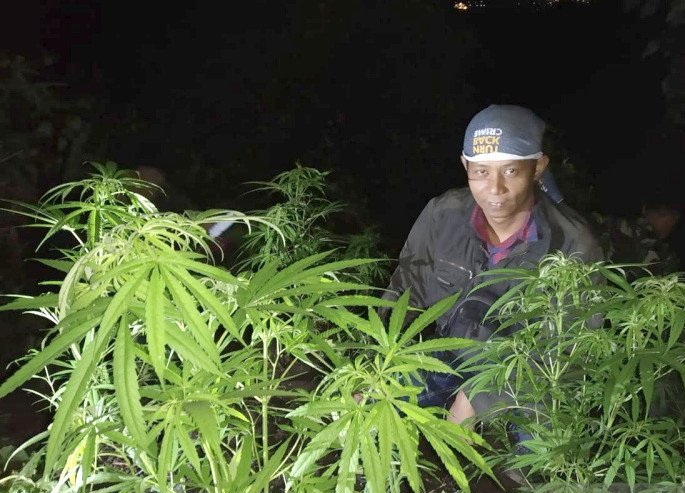 Pro dan Kontra Legalisasi Ganja Harus Disikapi Hati-Hati