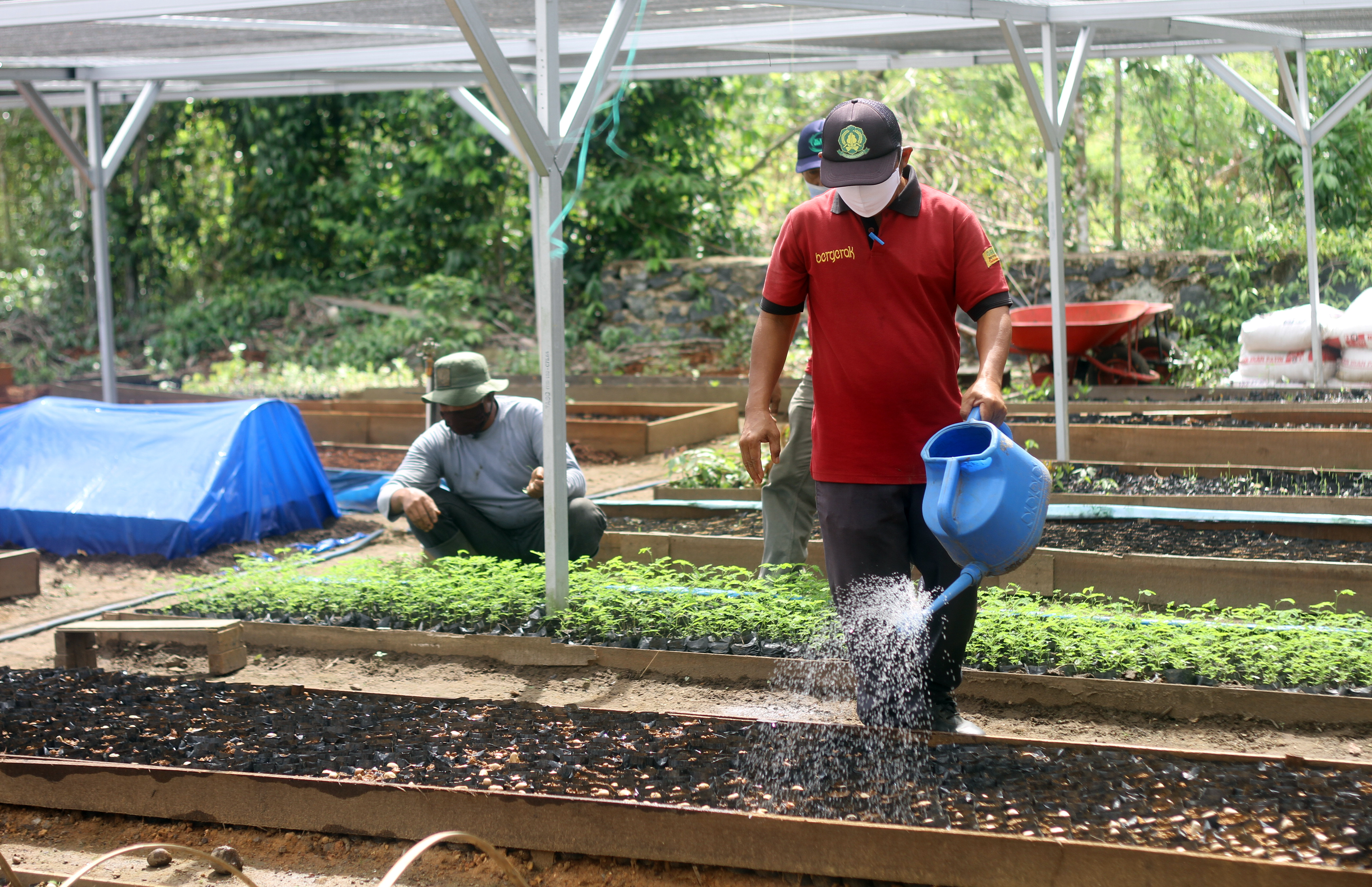 Kebun pembibitan di Kalimantan Selatan untuk mendukung Revolusi Hijau
