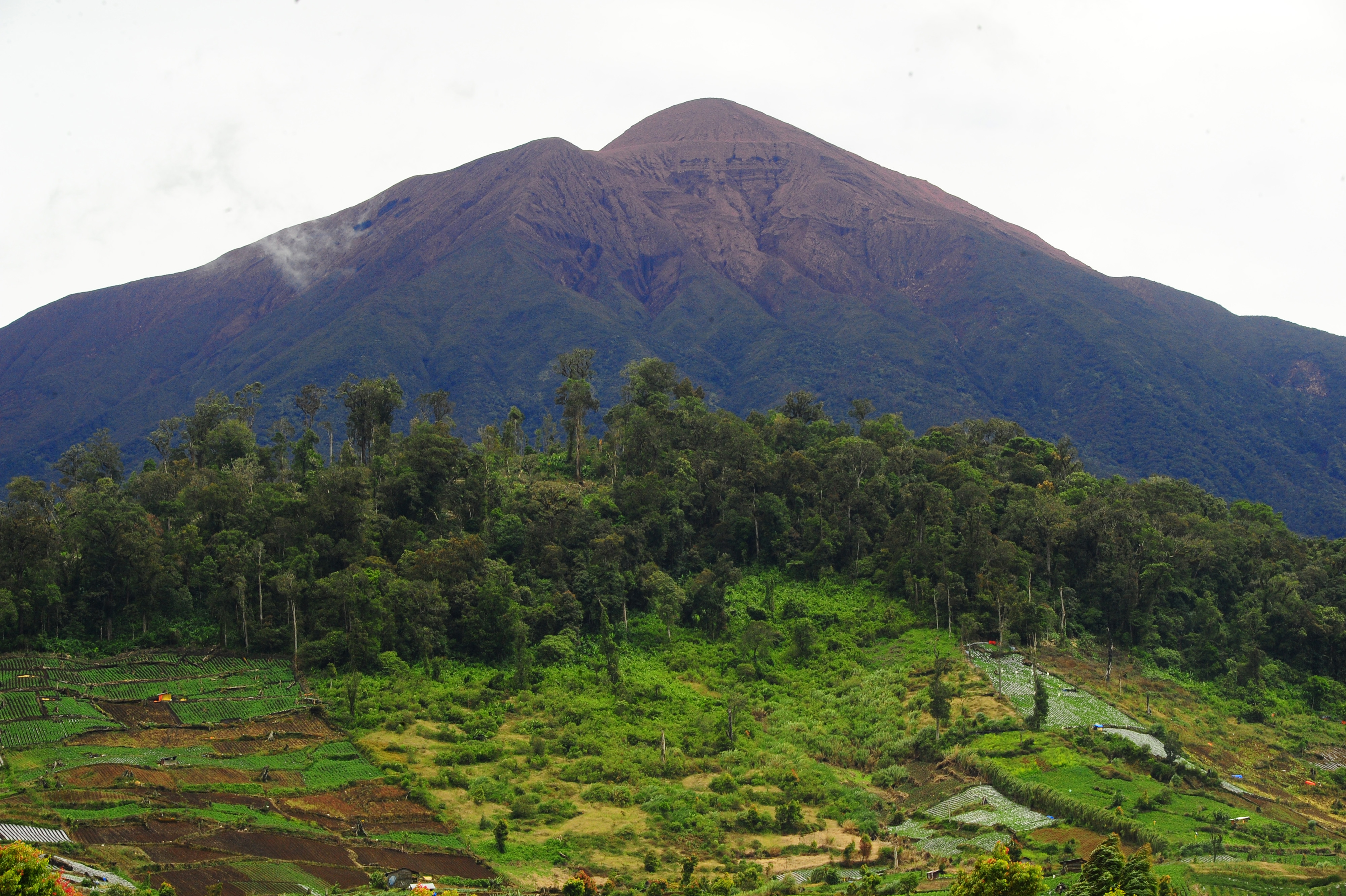 Areal perladangan ilegal dalam kawasan Taman Nasional Kerinci Seblat terlihat dari Desa Kebun Baru, Kerinci, Jambi, Minggu (29/11/2020).