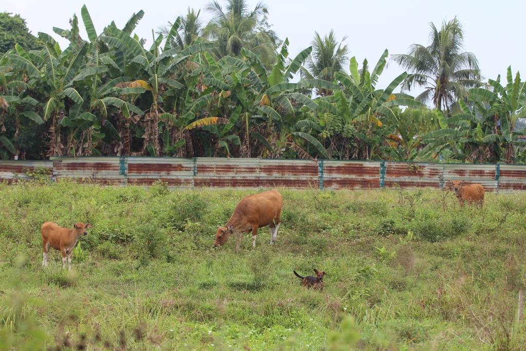 Sapi di Papua belum ada yang terjangkit penyakit mulut dan kuku
