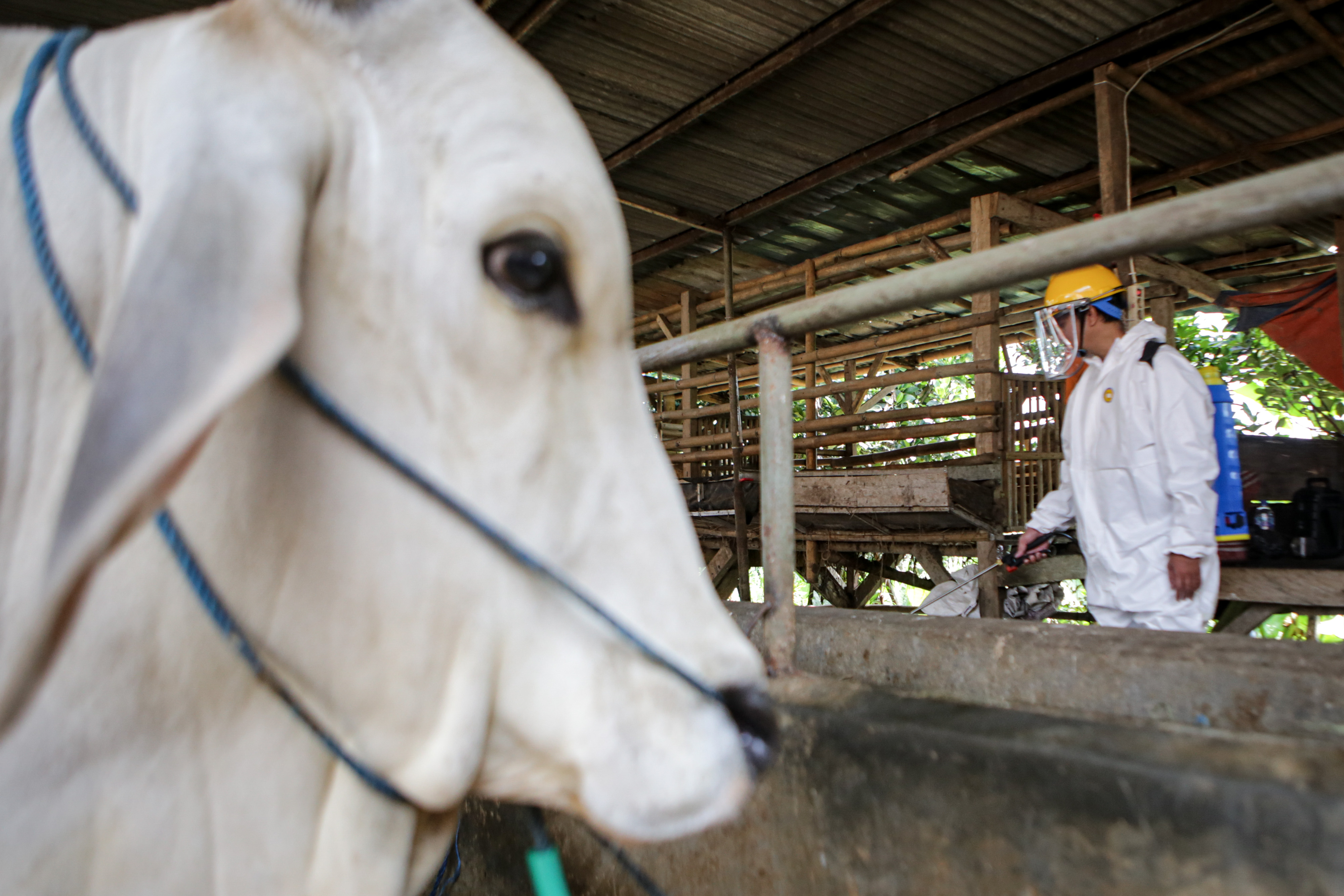Petugas menyemprotkan cairan disinfektan di salah satu peternakan hewan di Panongan, Kabupaten Tangerang, Banten, Kamis (2/6/2022). 