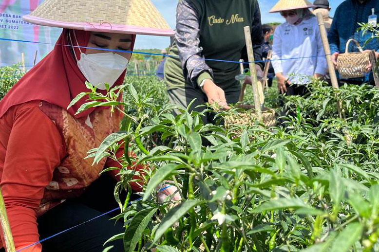 ilustrasi tanam cabai