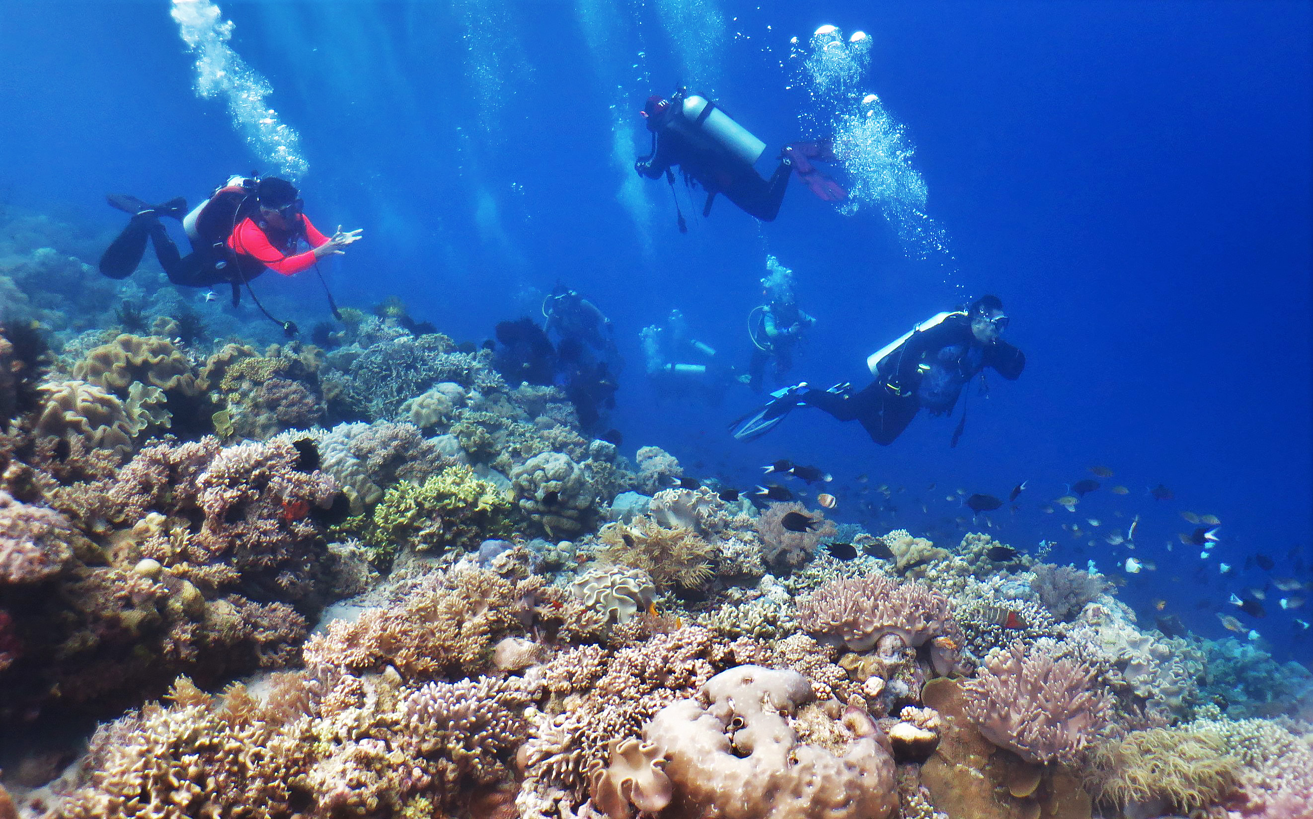 Keindahan terumbu karang di bawah laut Sulawesi