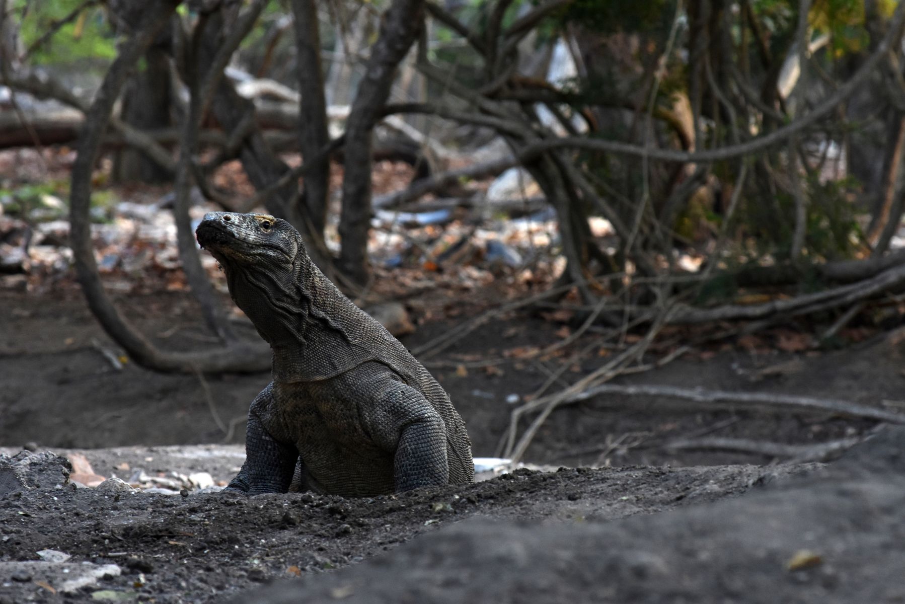 Seekor komodo berada di Pulau Rinca, kawasan Taman Nasional Komodo, Nusa Tenggara Timur.  