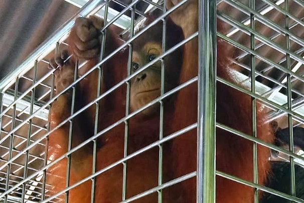 Individu Orangutan Sumatera bernama Kaka yang dikirim dari Jawa Barat, Selasa (31/5), untuk dilepasliarkan di Sumut.