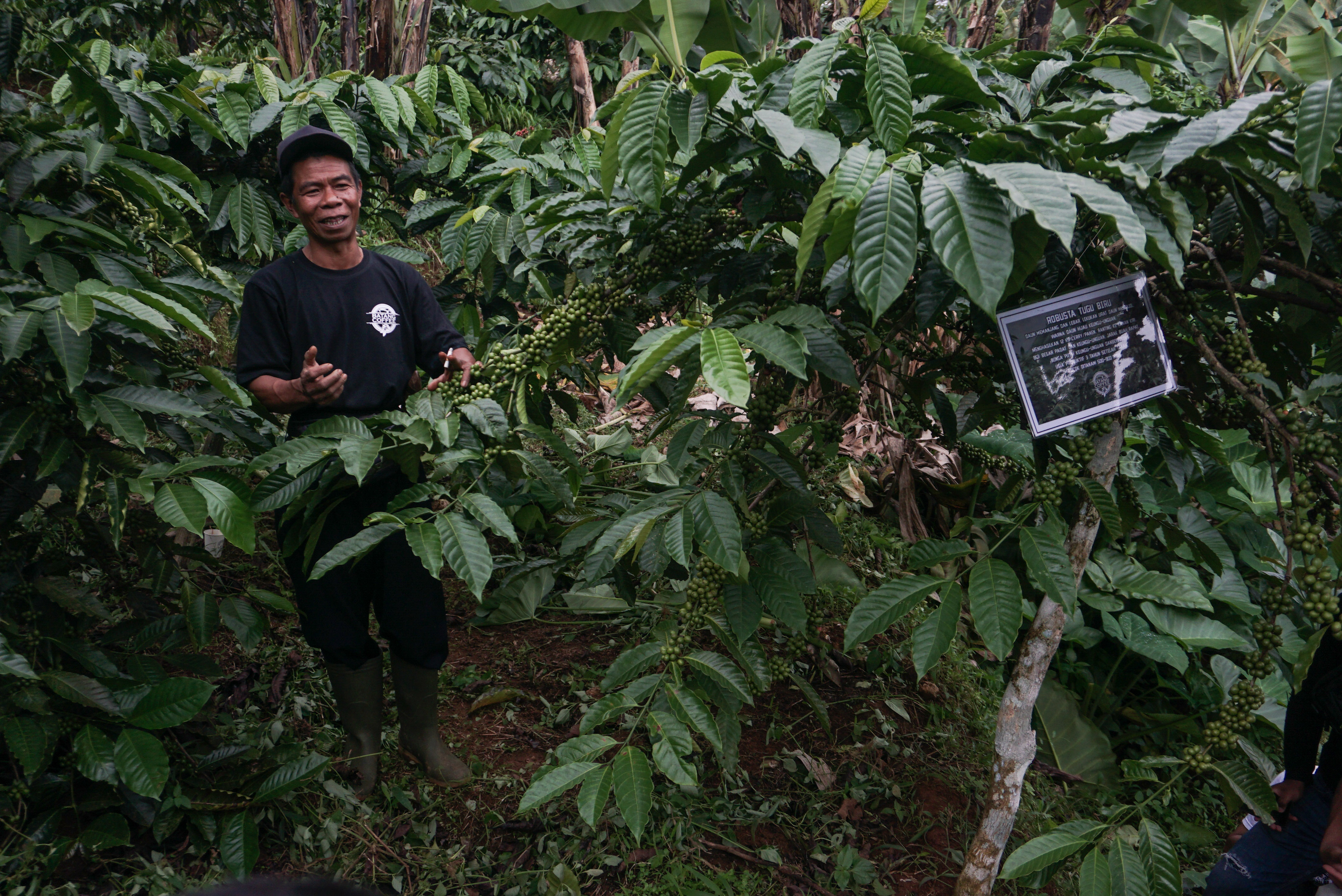 Tanaman kopi di area hutan
