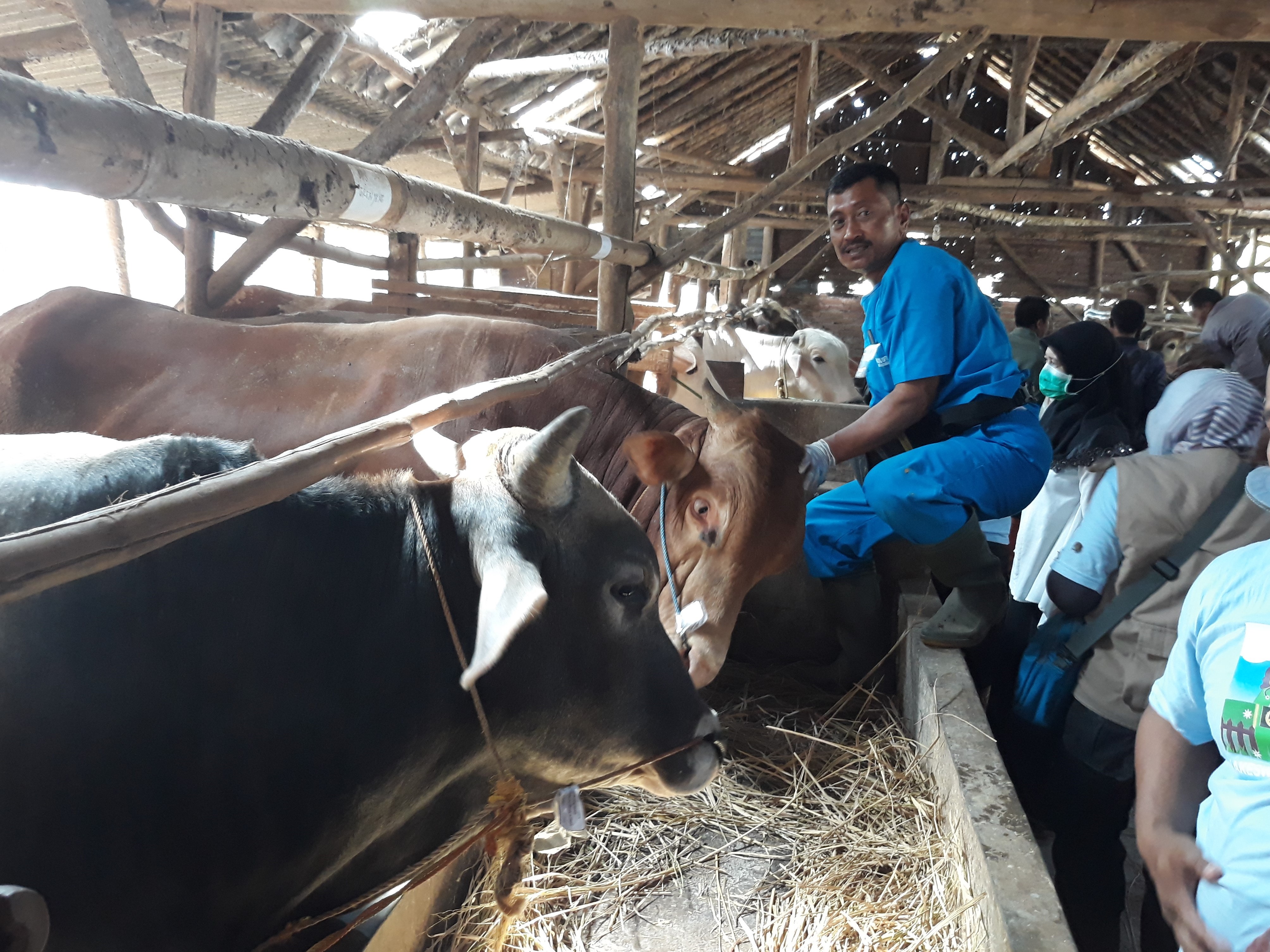 Bertambah, Hewan Ternak yang Terpapar PMK di Kabupaten Cirebon