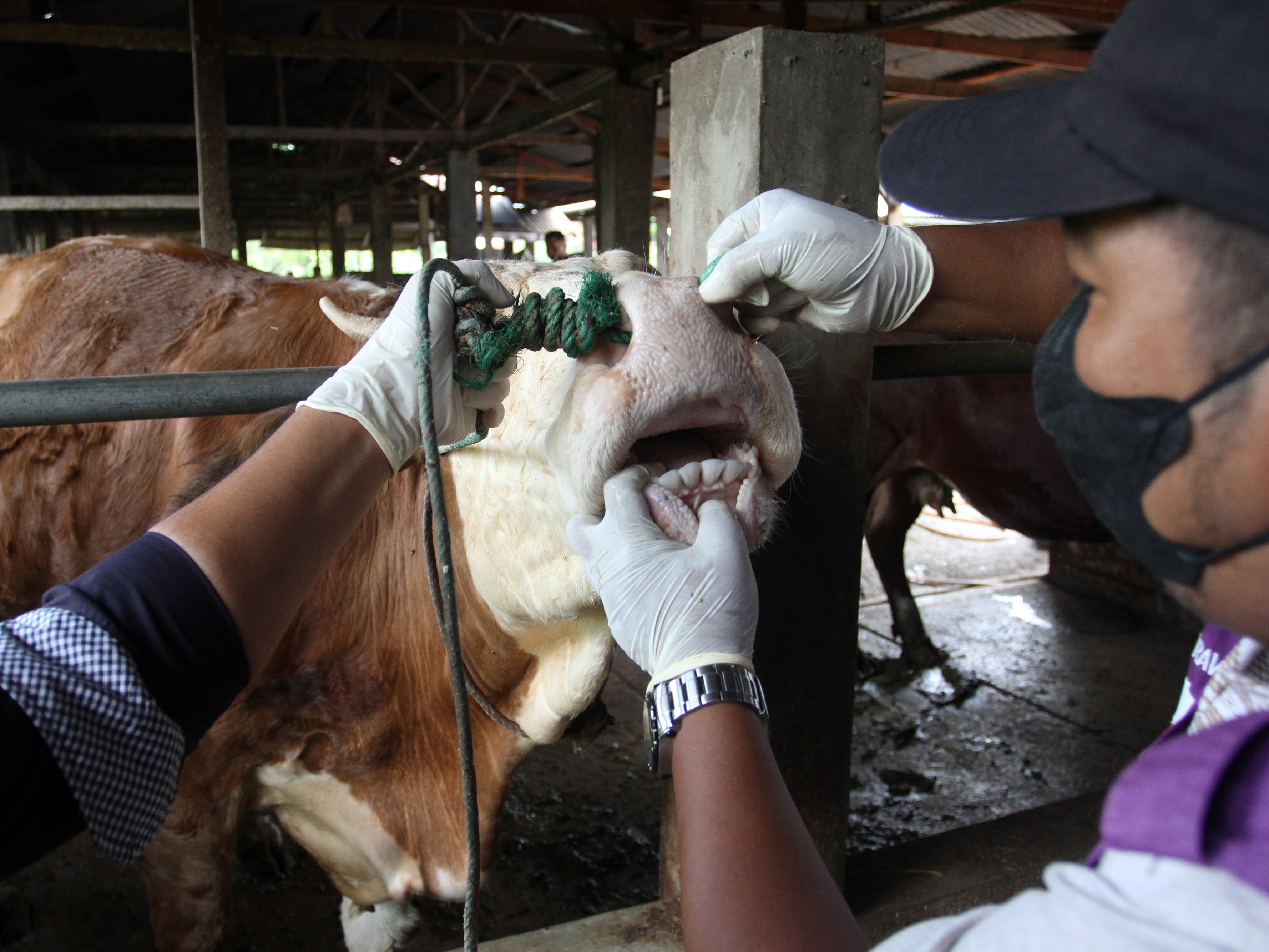 Petugas Dinas Pertanian Kota Padang memeriksa kesehatan sapi di salah satu peternakan di Padang, Sumatra Barat, Jumat (13/5).