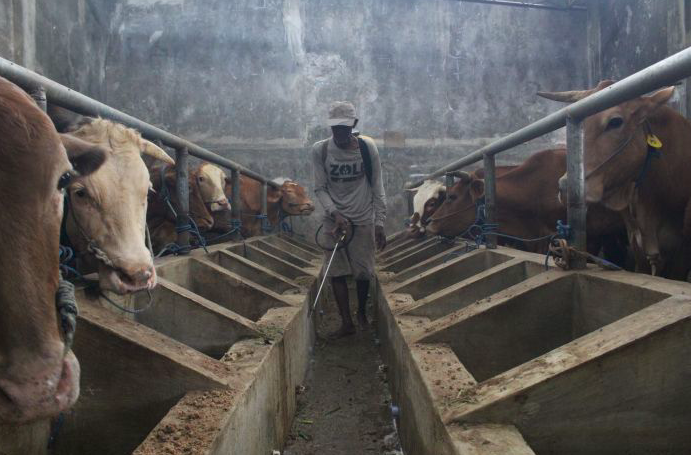 Mentan: Sapi Sudah Mulai Divaksinasi PMK