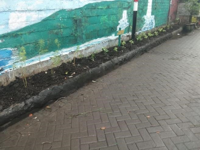 Hasil penanaman bibit toga di pekarangan