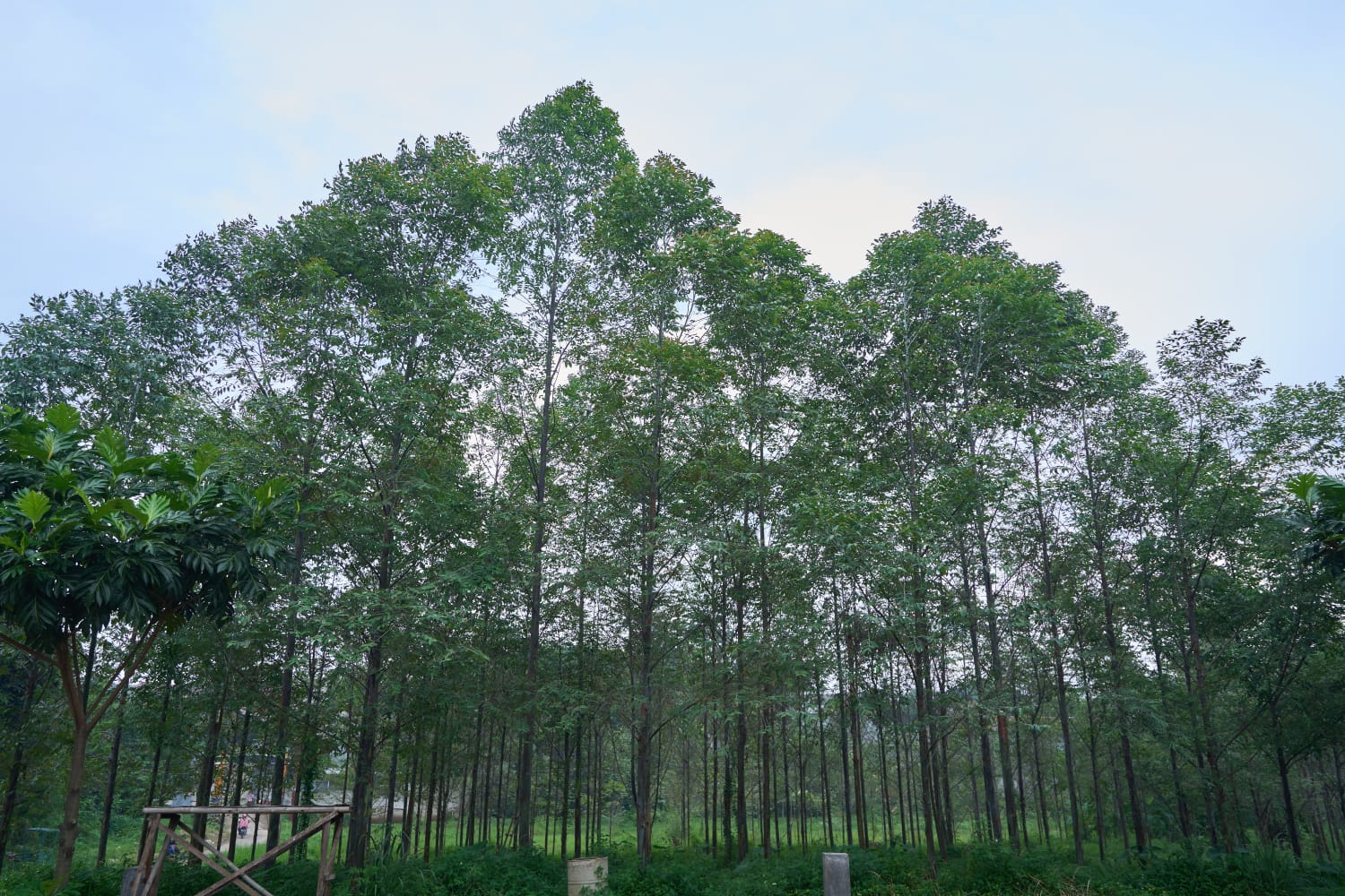 Hutan Kota Pakansari merupakan Ruang Terbuka Hijau (RTH) hasil dari kolaborasi Yayasan Korindo dan Pemerintah Kabupaten Bogor, Jawa Barat.