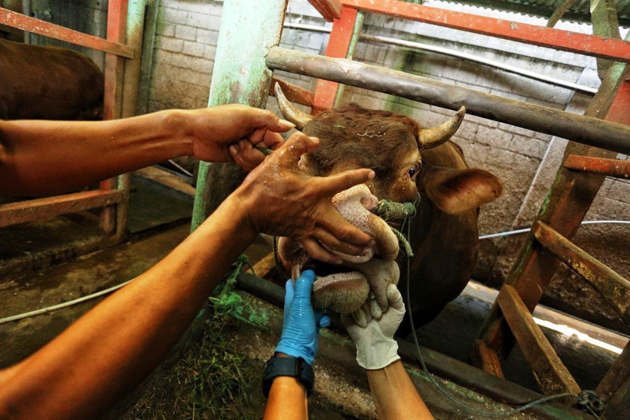 Seekor sapi sedang diperiksa di Puskeswan.