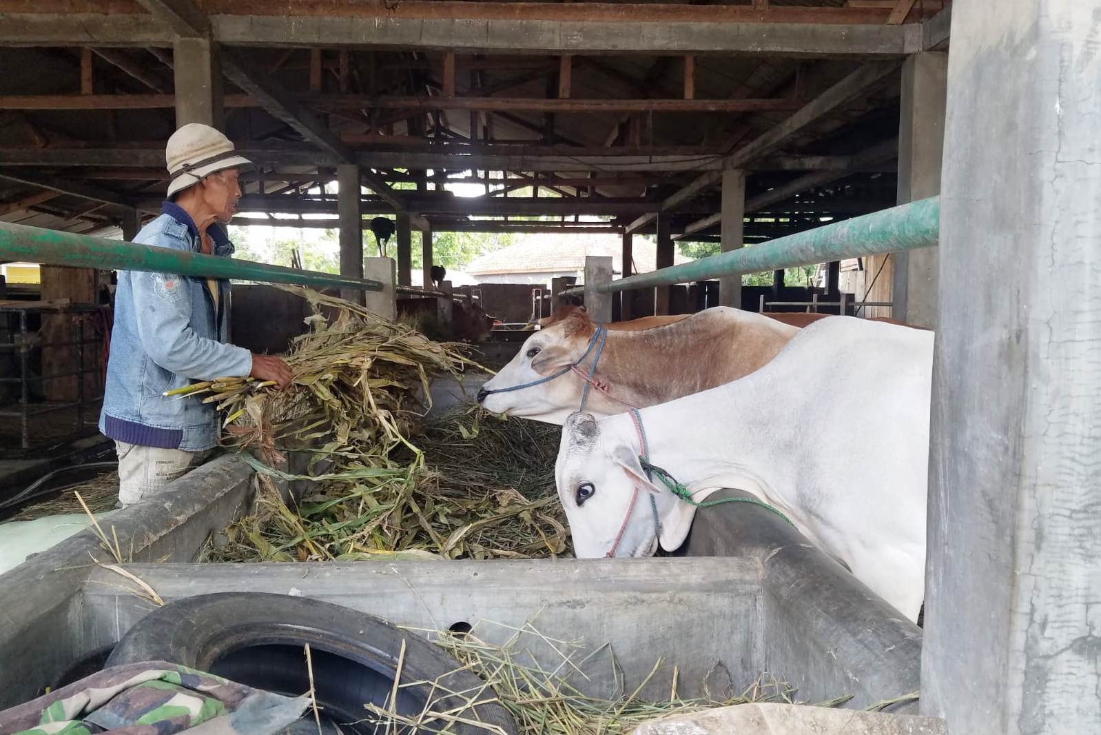 Kandang ternak sapi.