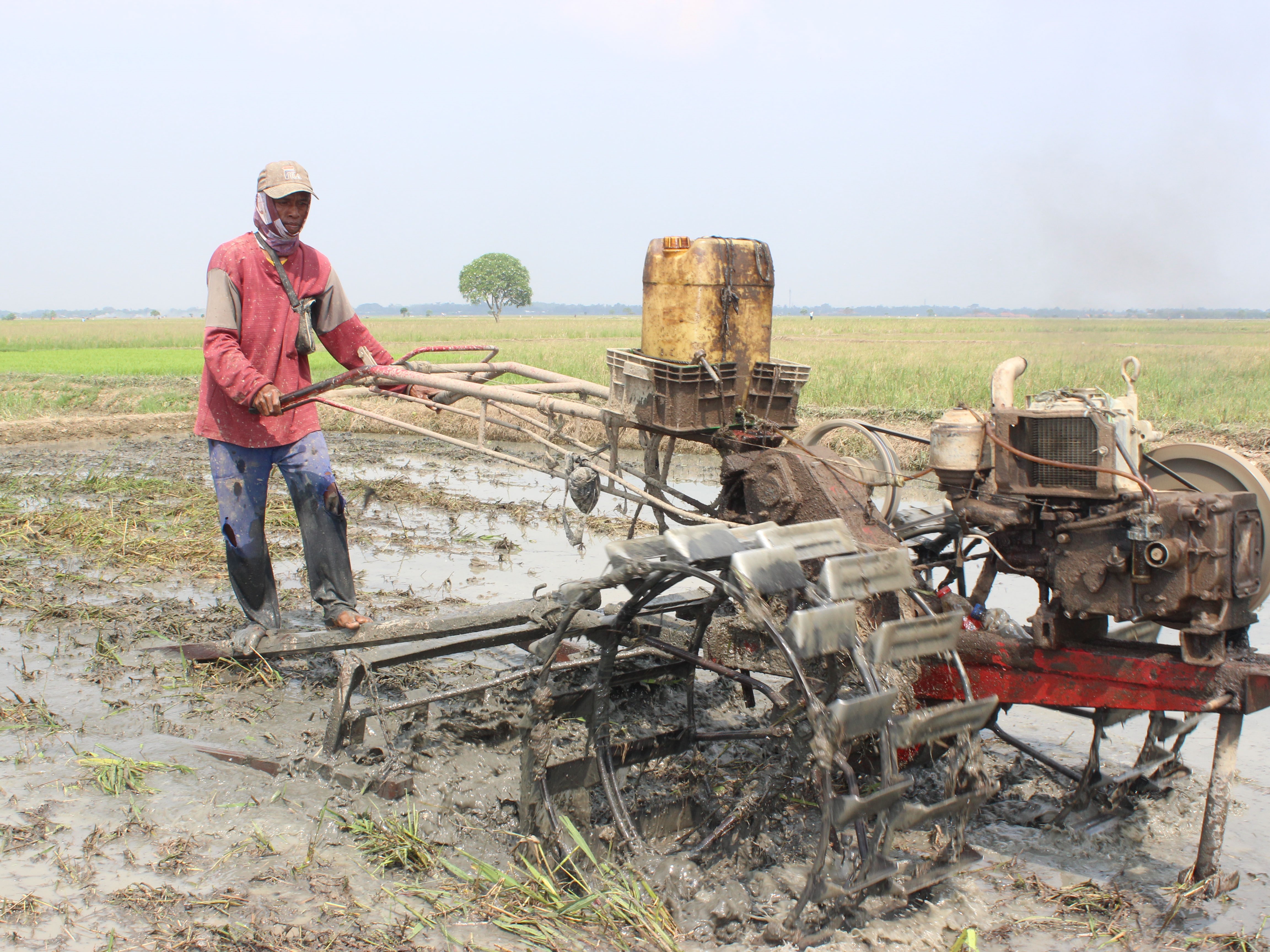 Food Estate Dukung Impian Indonesia Jadi Lumbung Pangan Dunia