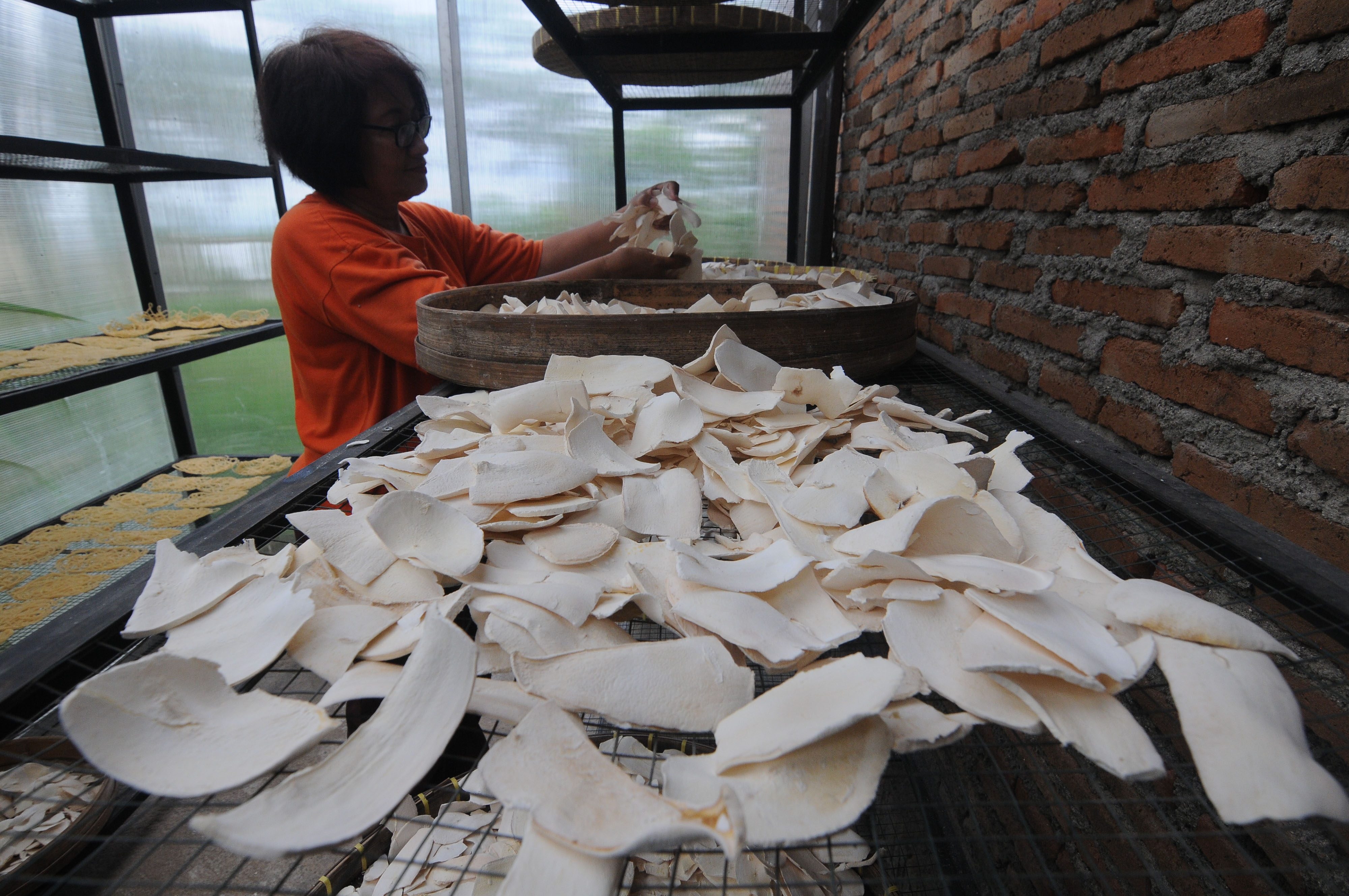 ilustrasi inovasi bahan pangan lokal Singkong jadi mie