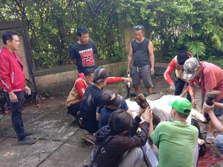 Sambut Idul Adha, Baguna DPC PDIP Tangsel Bagikan Hewan Kurban