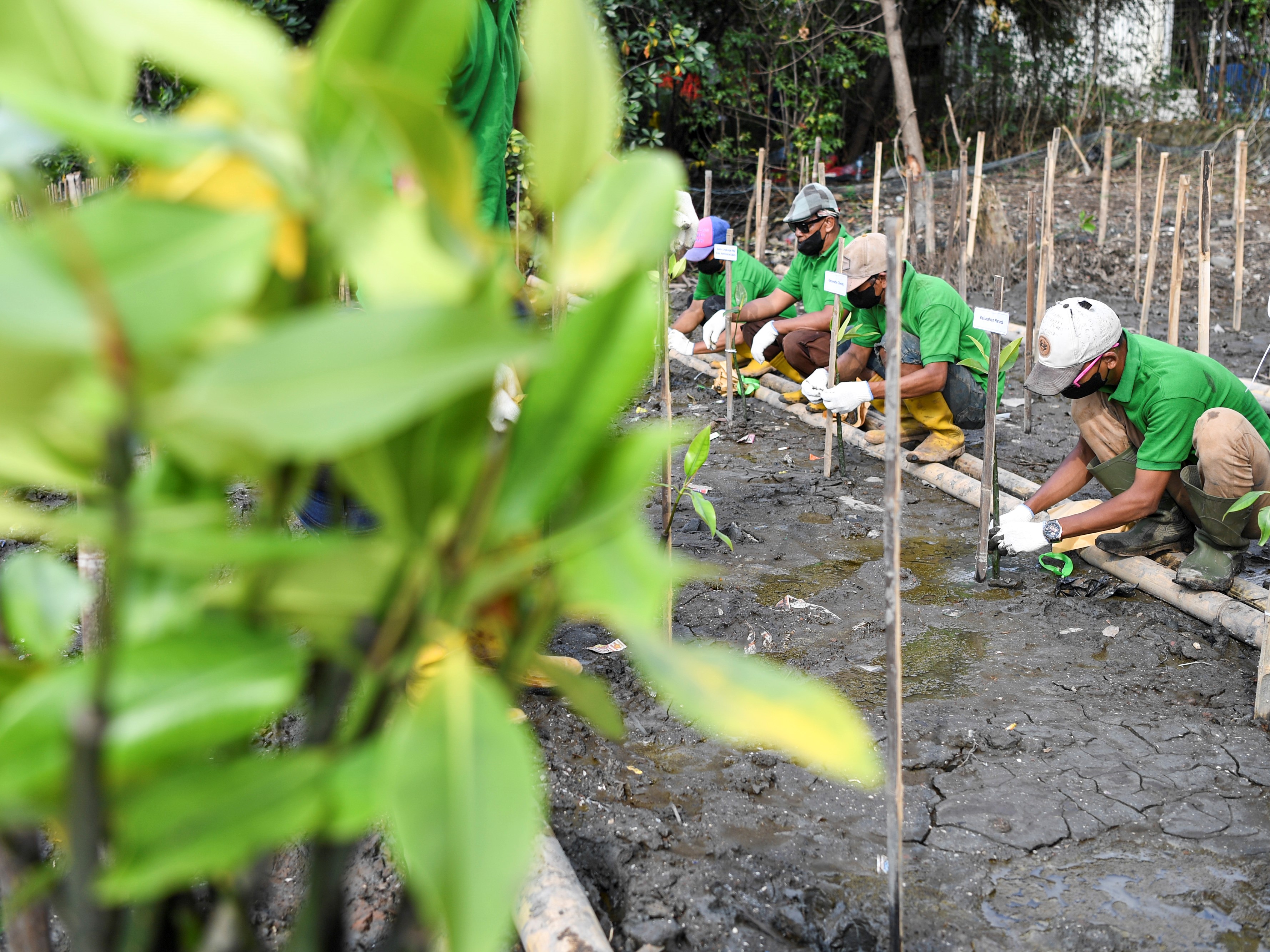 Petugas menanam bibit mangrove Rhizopora mucronata di Pelabuhan KCN Marunda, Jakarta, Jumat (3/6/2022).