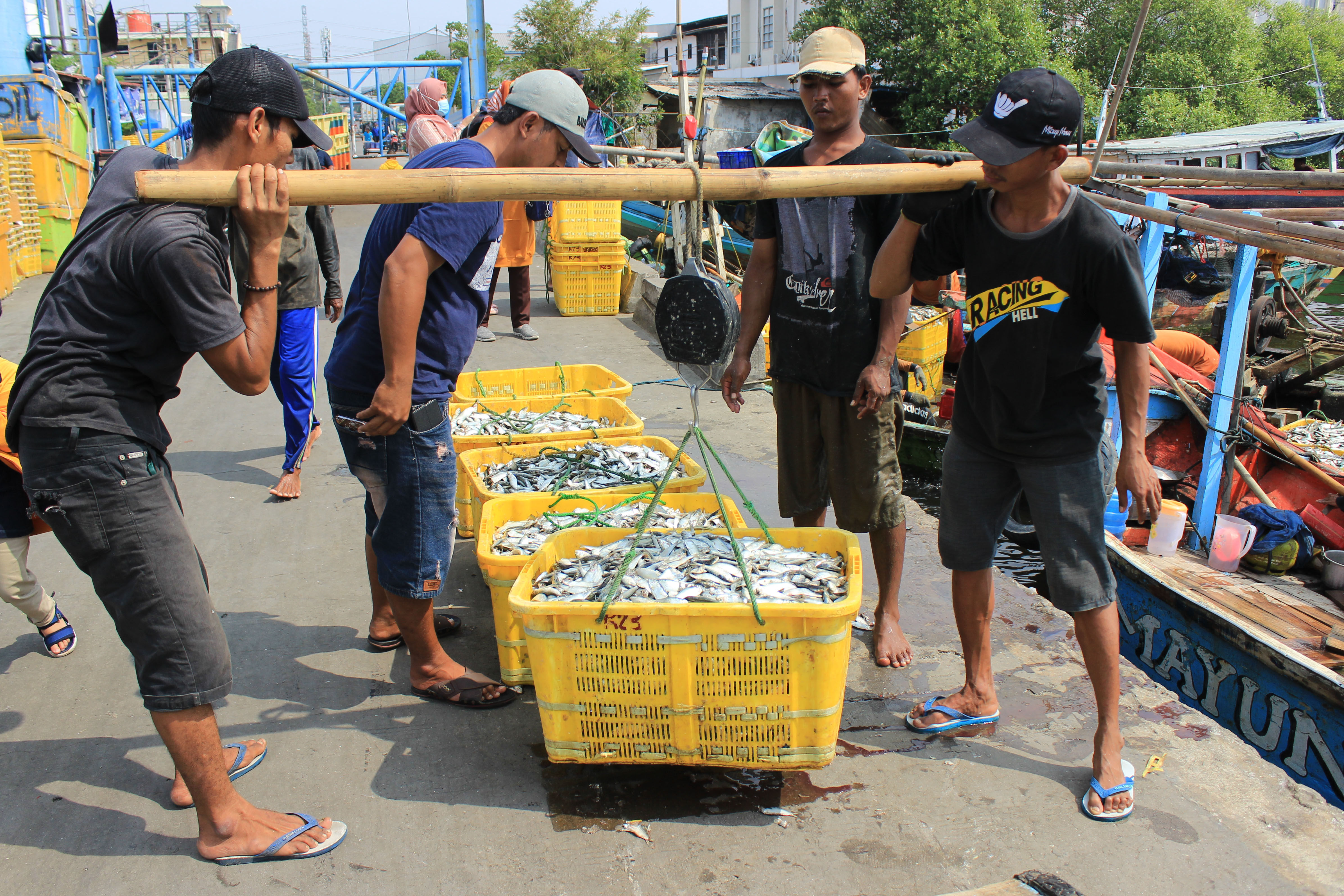 Ilustrasi: Nelayan menimbang ikan hasil tangkapan di Pelabuhan Muara Angke