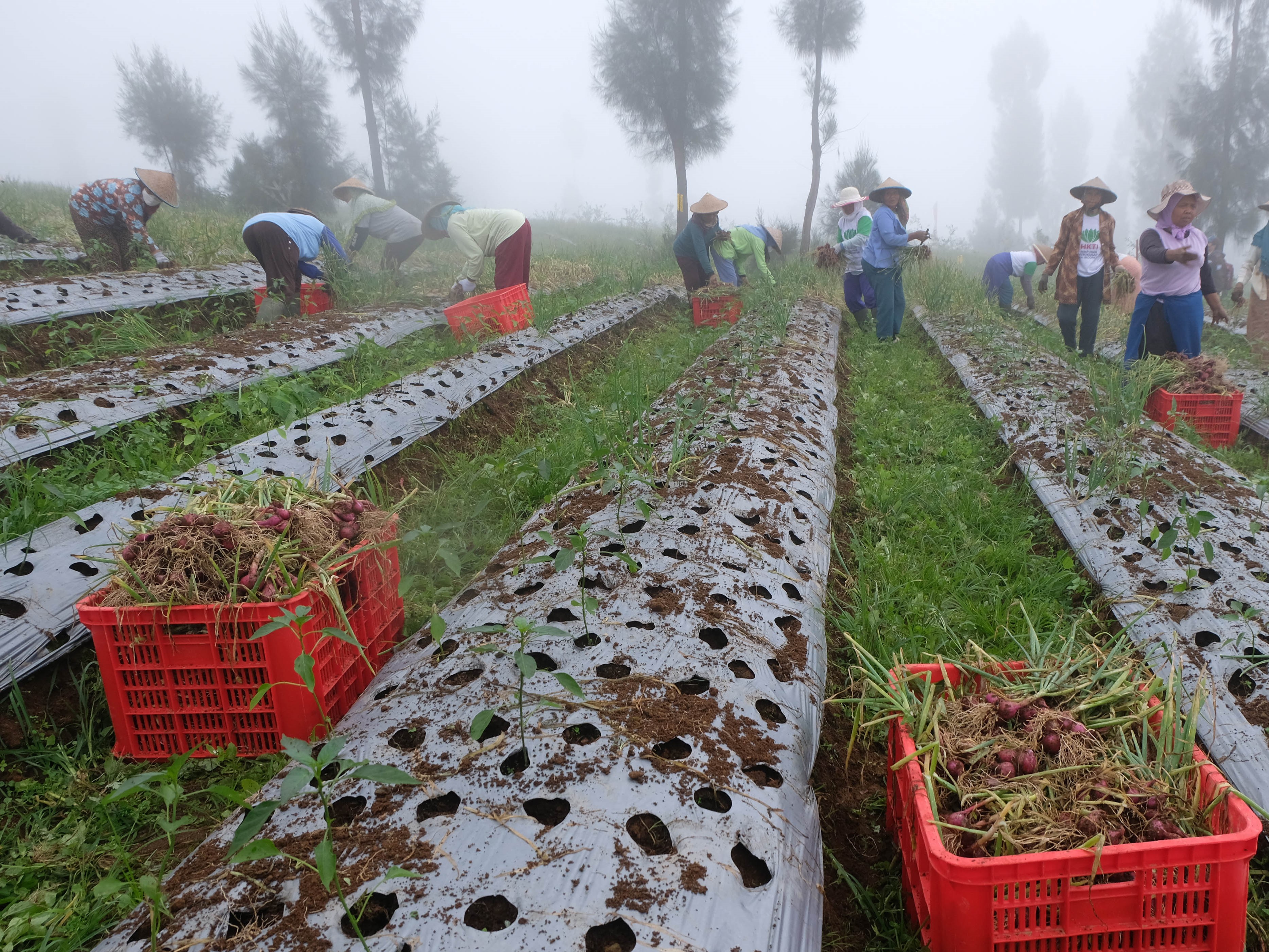 Petani memanen bawang merah saat panen raya di kawasan food estate lereng Gunung Sindoro Desa Bansari, Temanggung, Jawa Tengah.