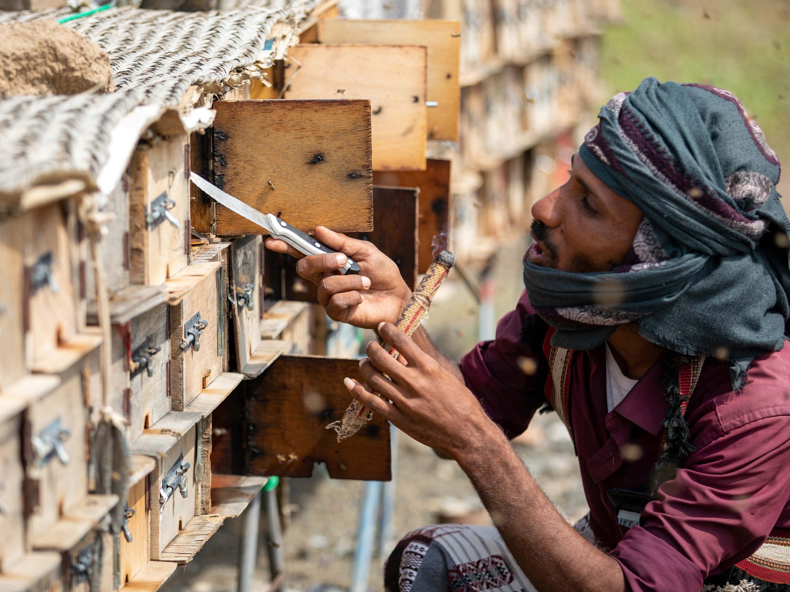 Seorang peternak lebah Yaman menggunakan asap untuk menenangkan lebah saat memeriksa sarang di peternakan, Taez.