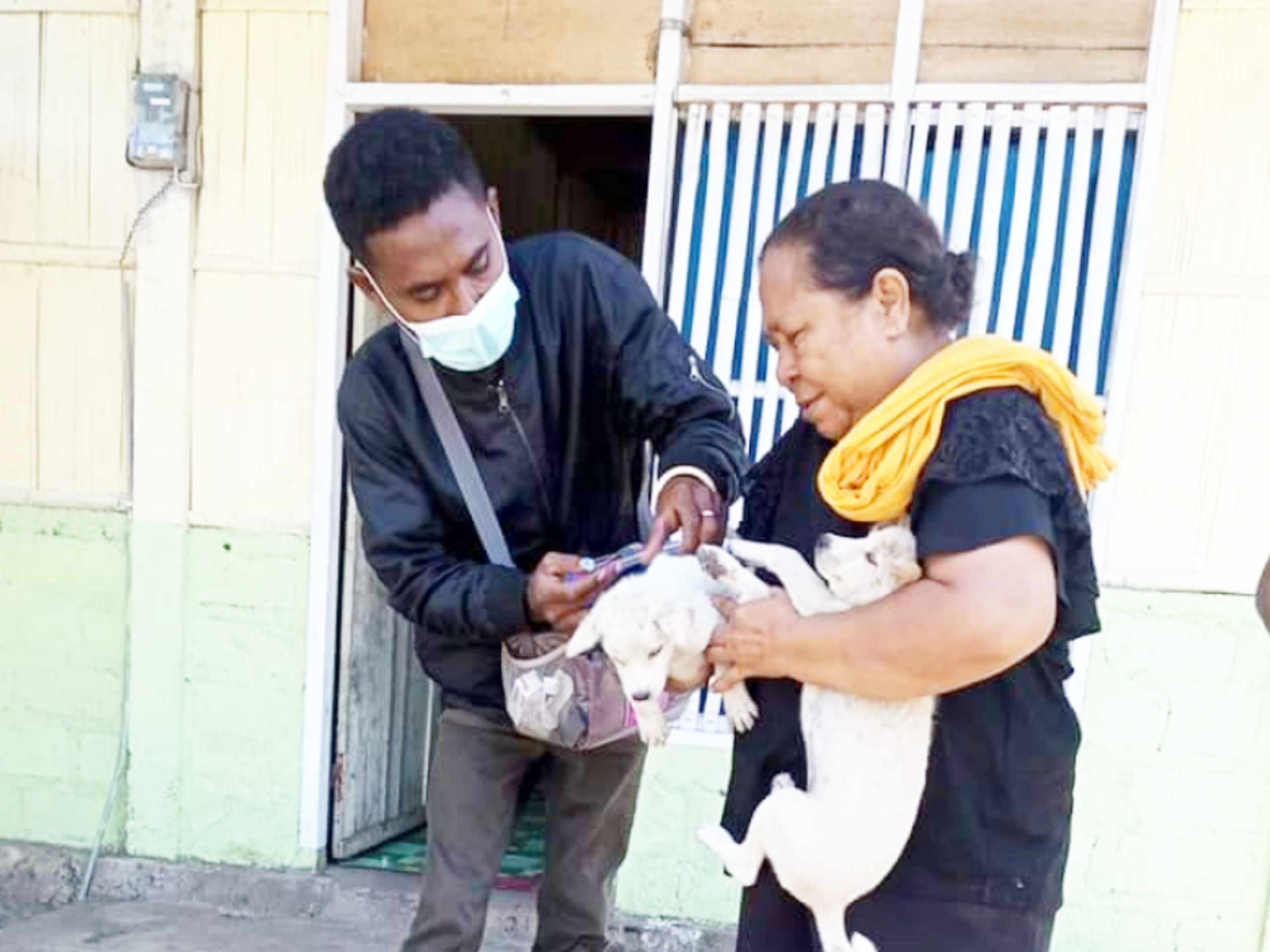 Anjing milik warga Kabupaten Sikka divaksinasi antirabies.